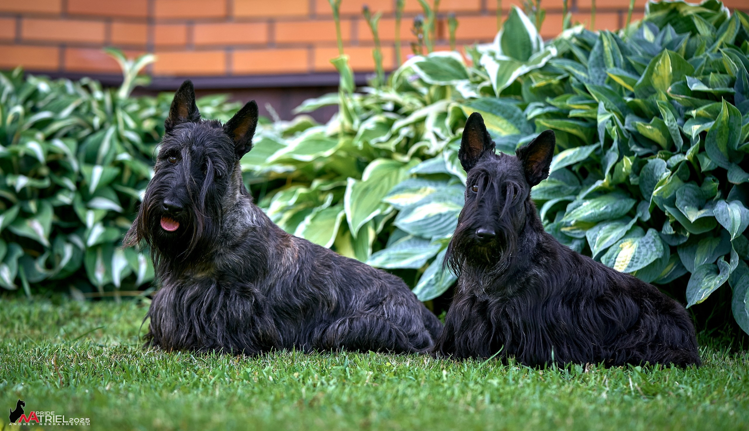Алабаи и скотч-терьеры в питомнике у Ольги