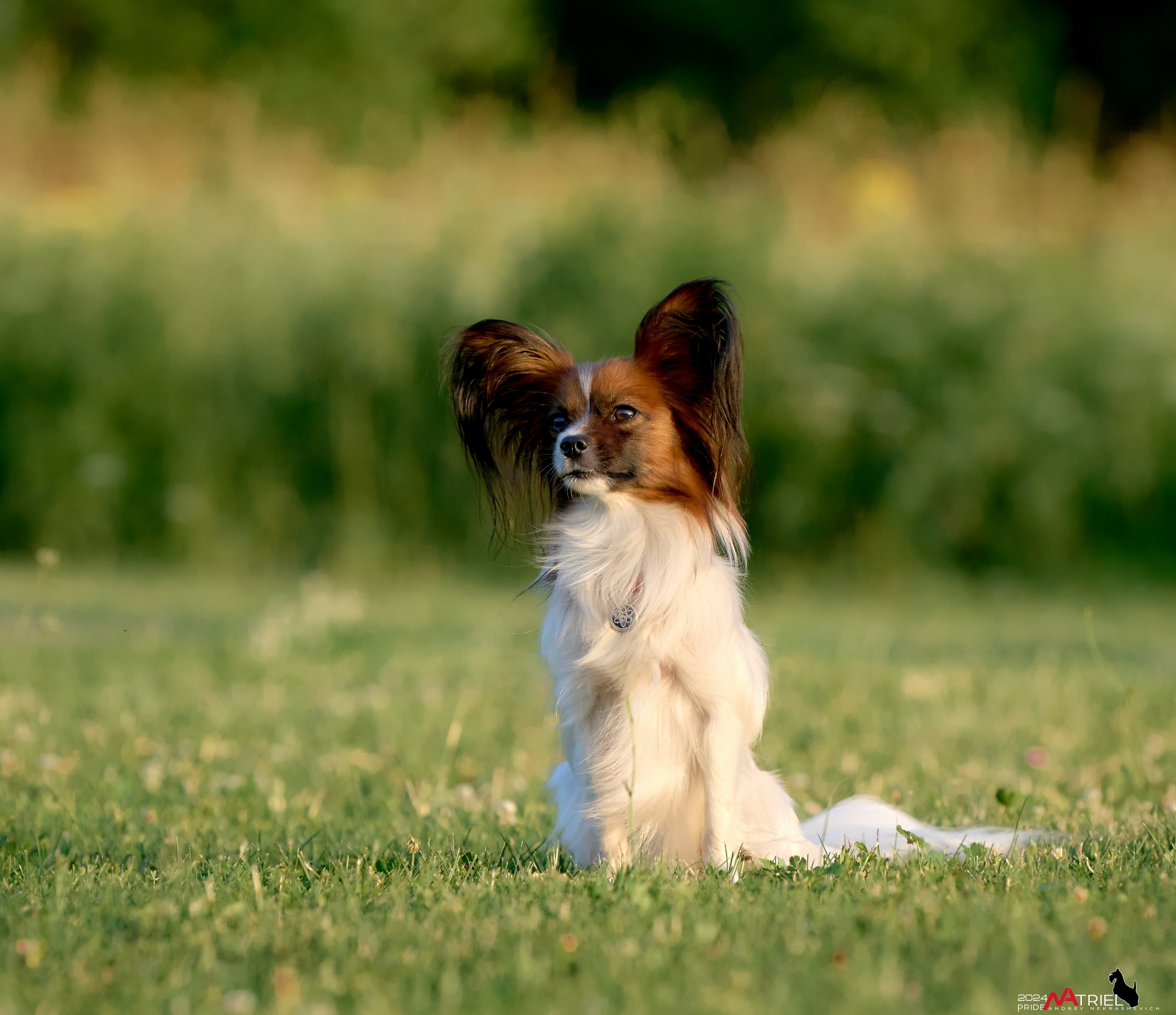 Репортаж из кинологического лагеря