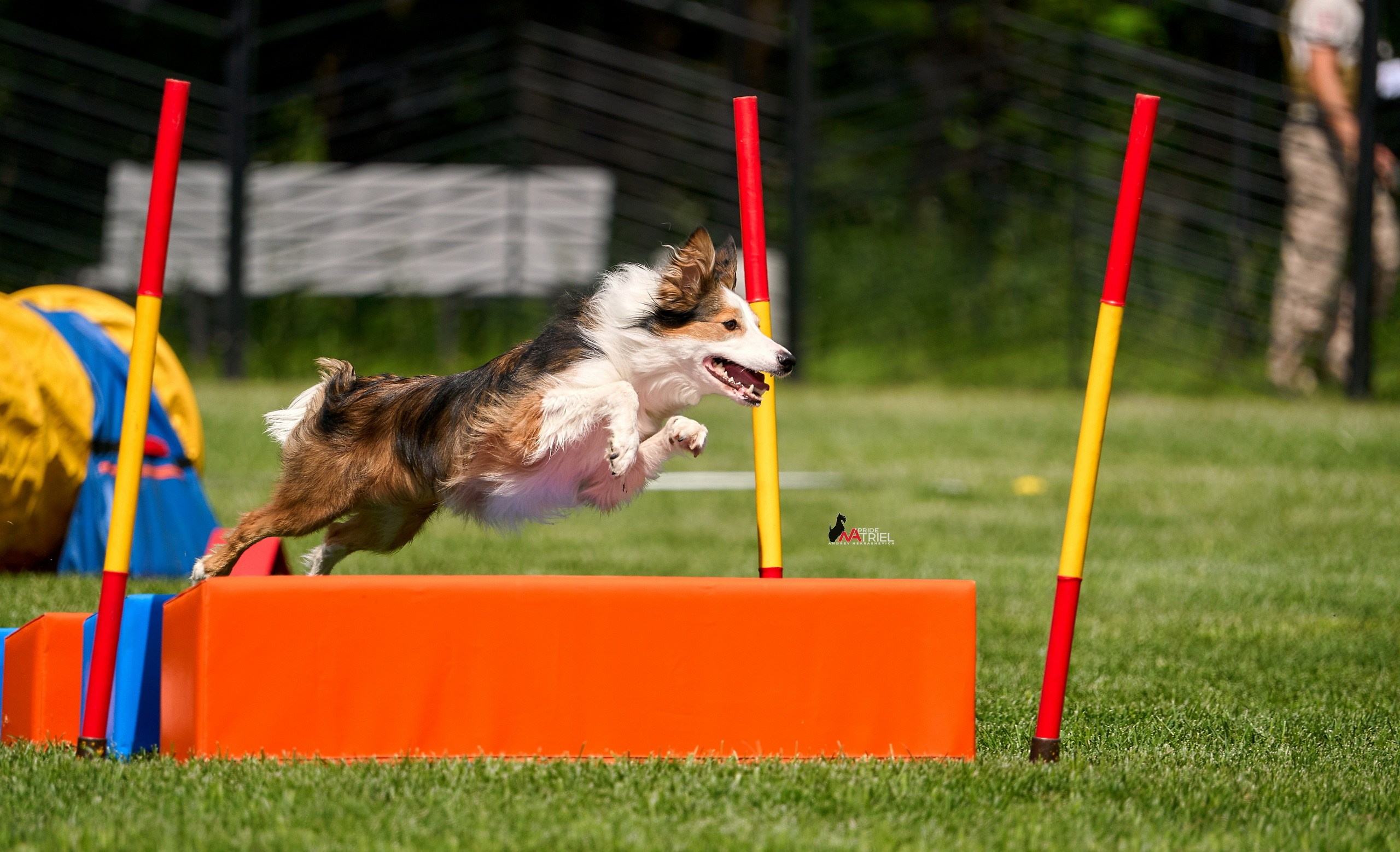 Аджилити — галерея NATRIEL