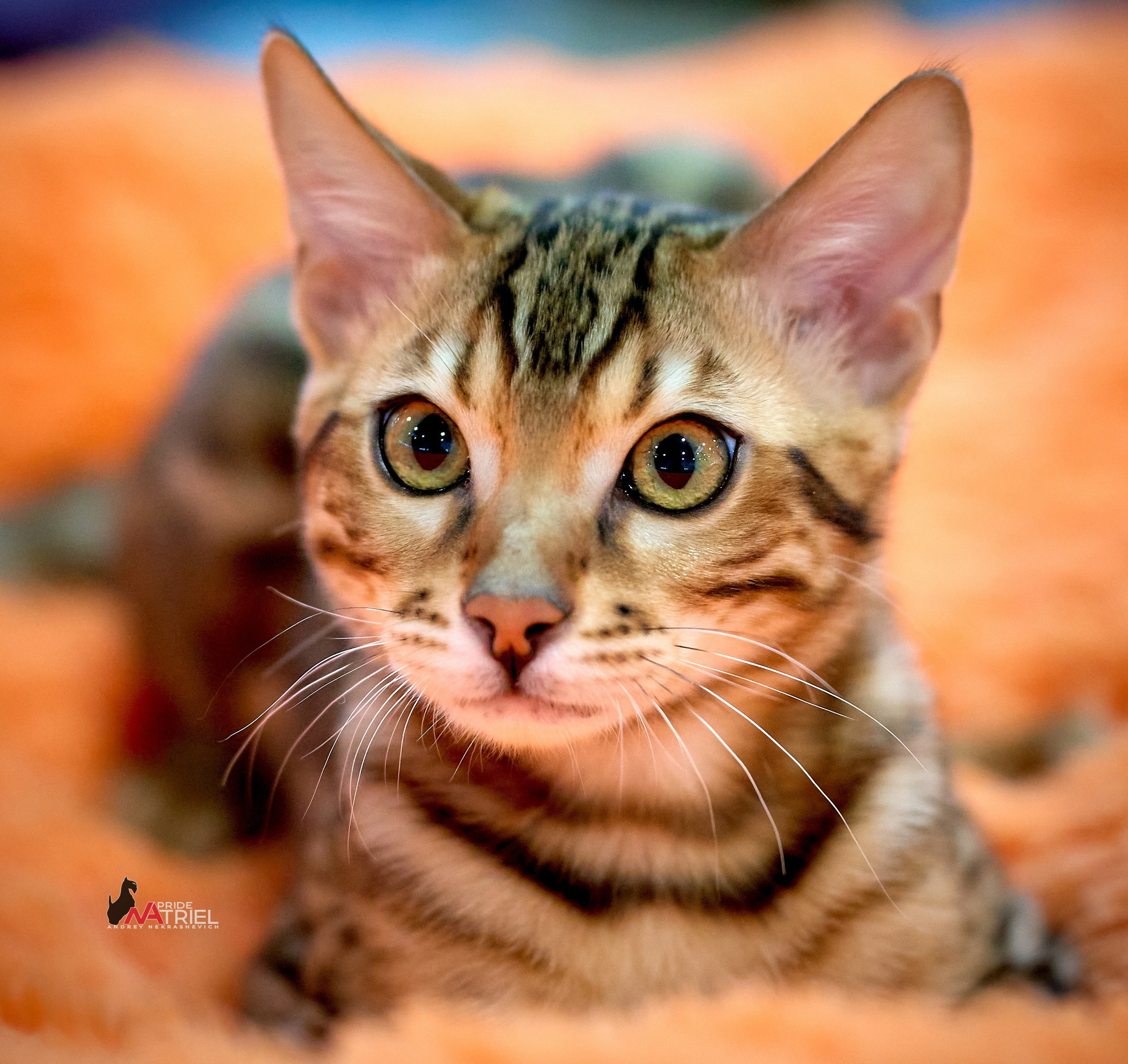 Кошки на выставках — галерея NATRIEL