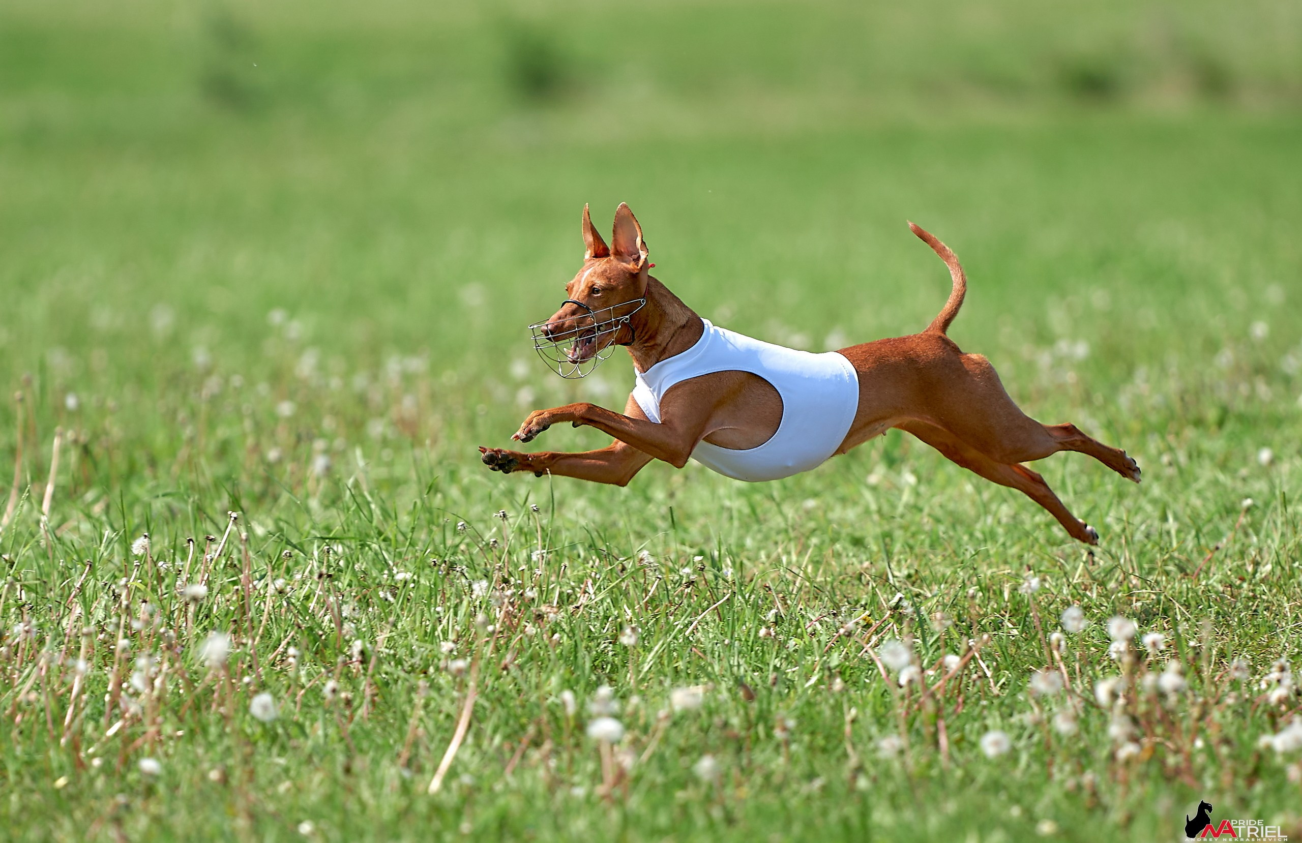 Съемка курсинг — галерея NATRIEL