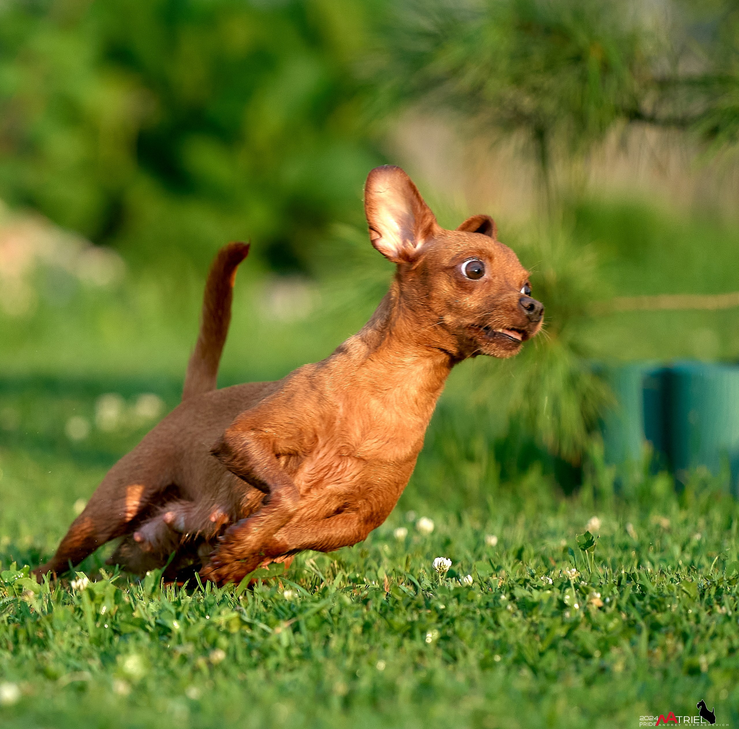 Фотопрогулка с крысариками
