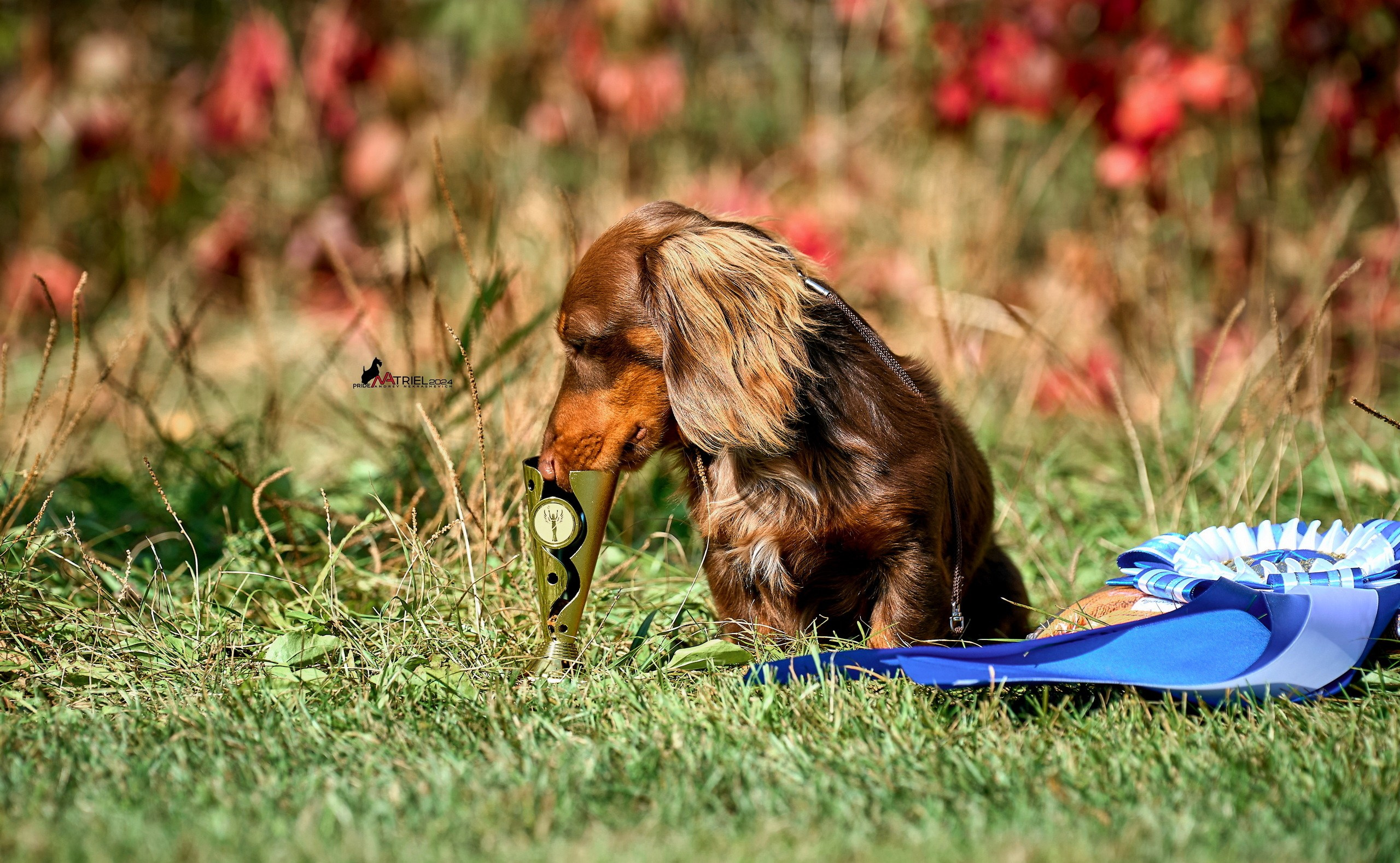 Призовые места — галерея NATRIEL