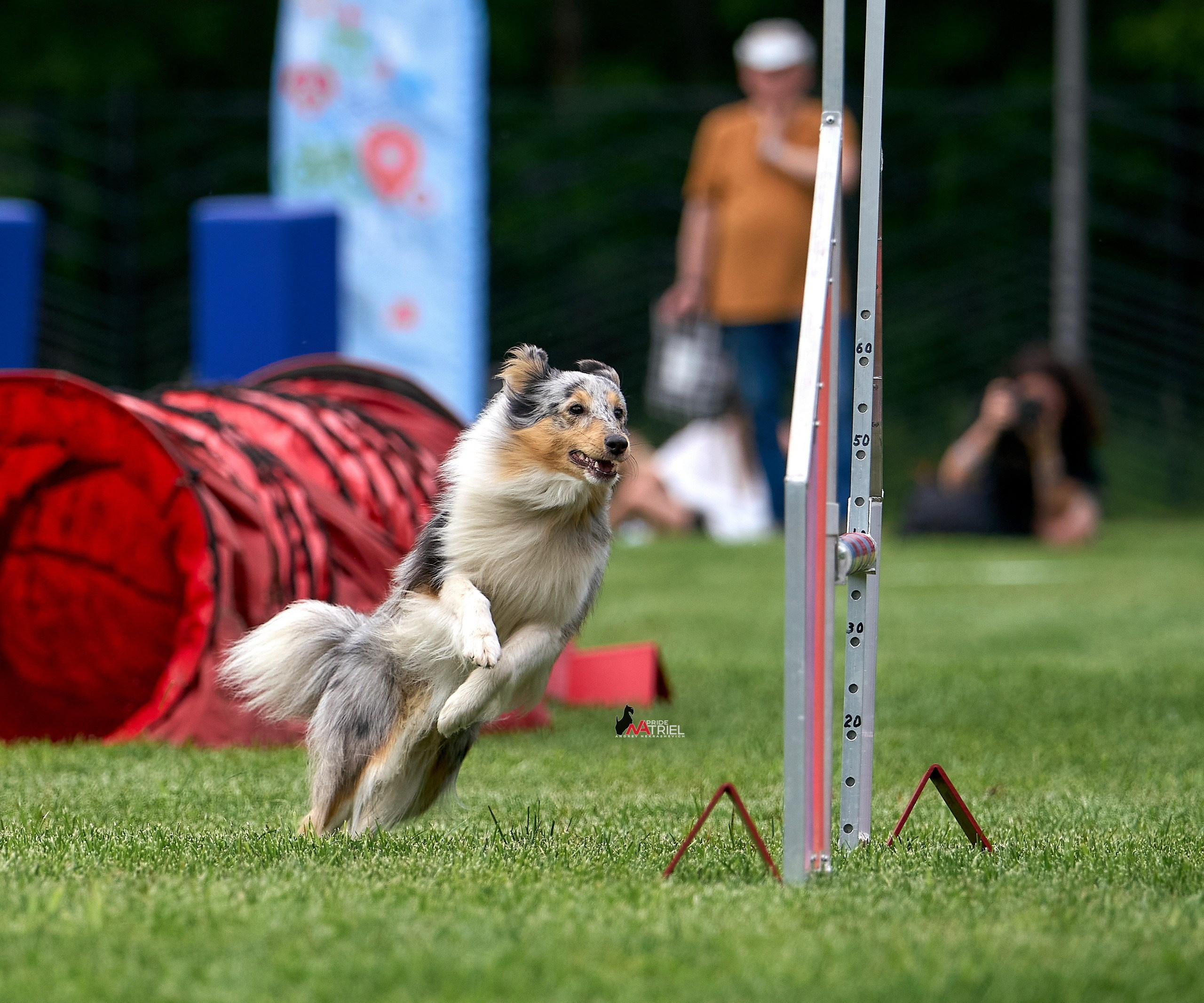 Аджилити — галерея NATRIEL