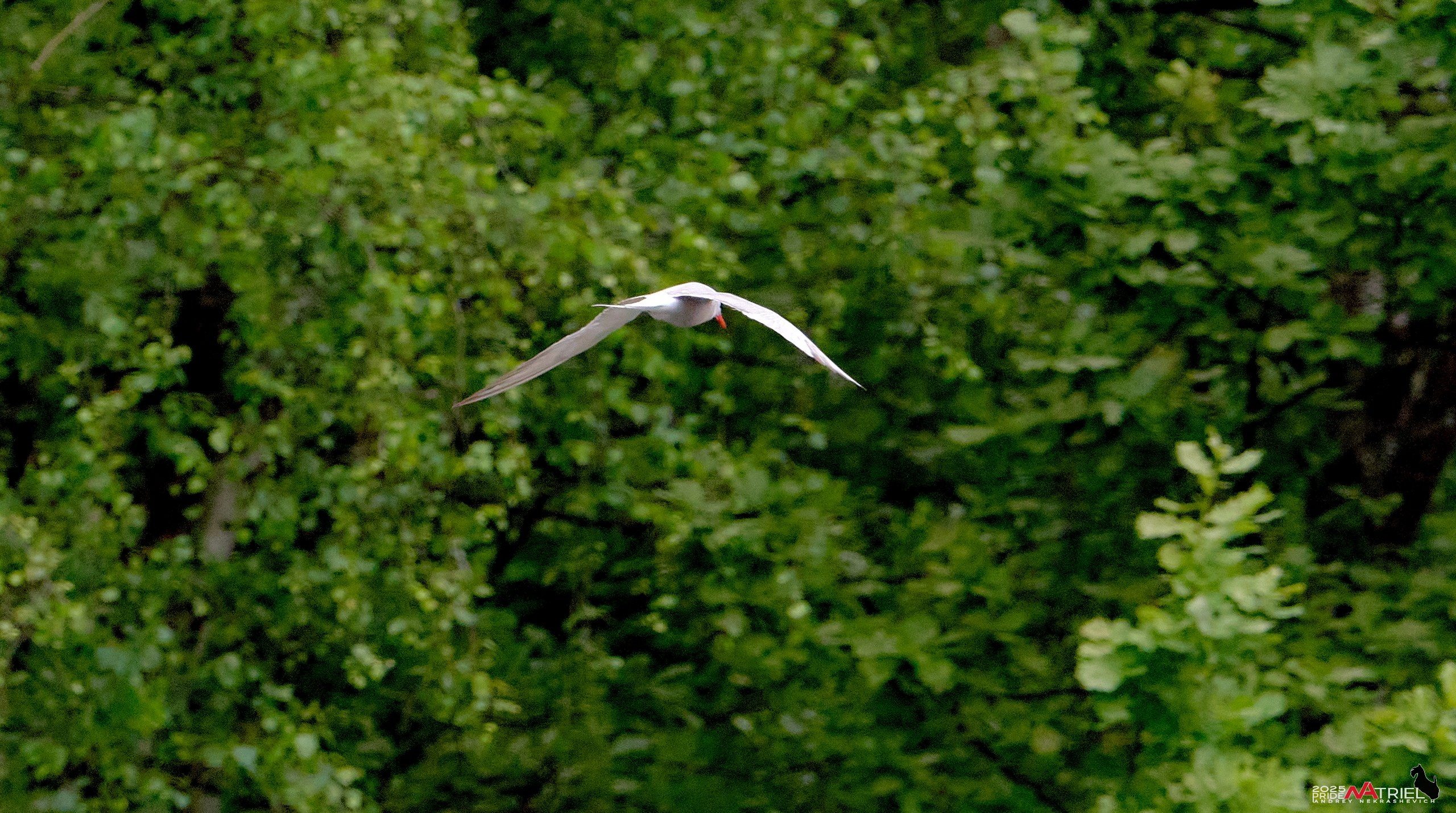 Съемка в парке на воде