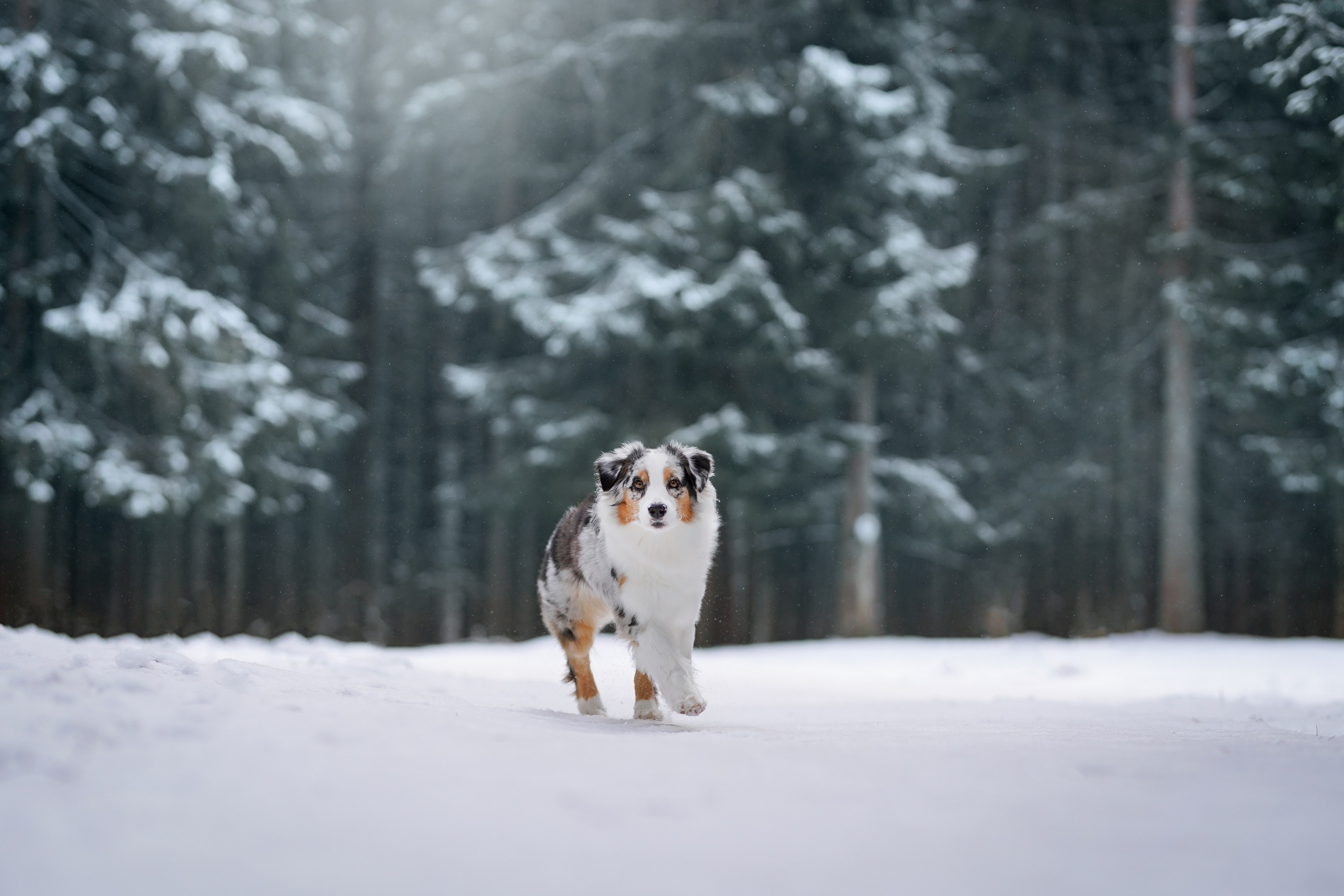 Ирина и Кайса. Фотограф-анималист в Санкт-Петербурге Яна Мартынова