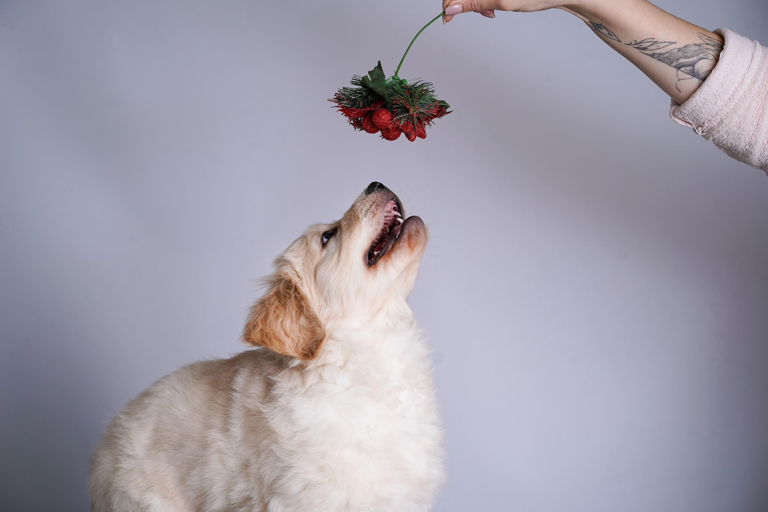 Щенок голдена. Фотограф-анималист в Санкт-Петербурге Яна Мартынова