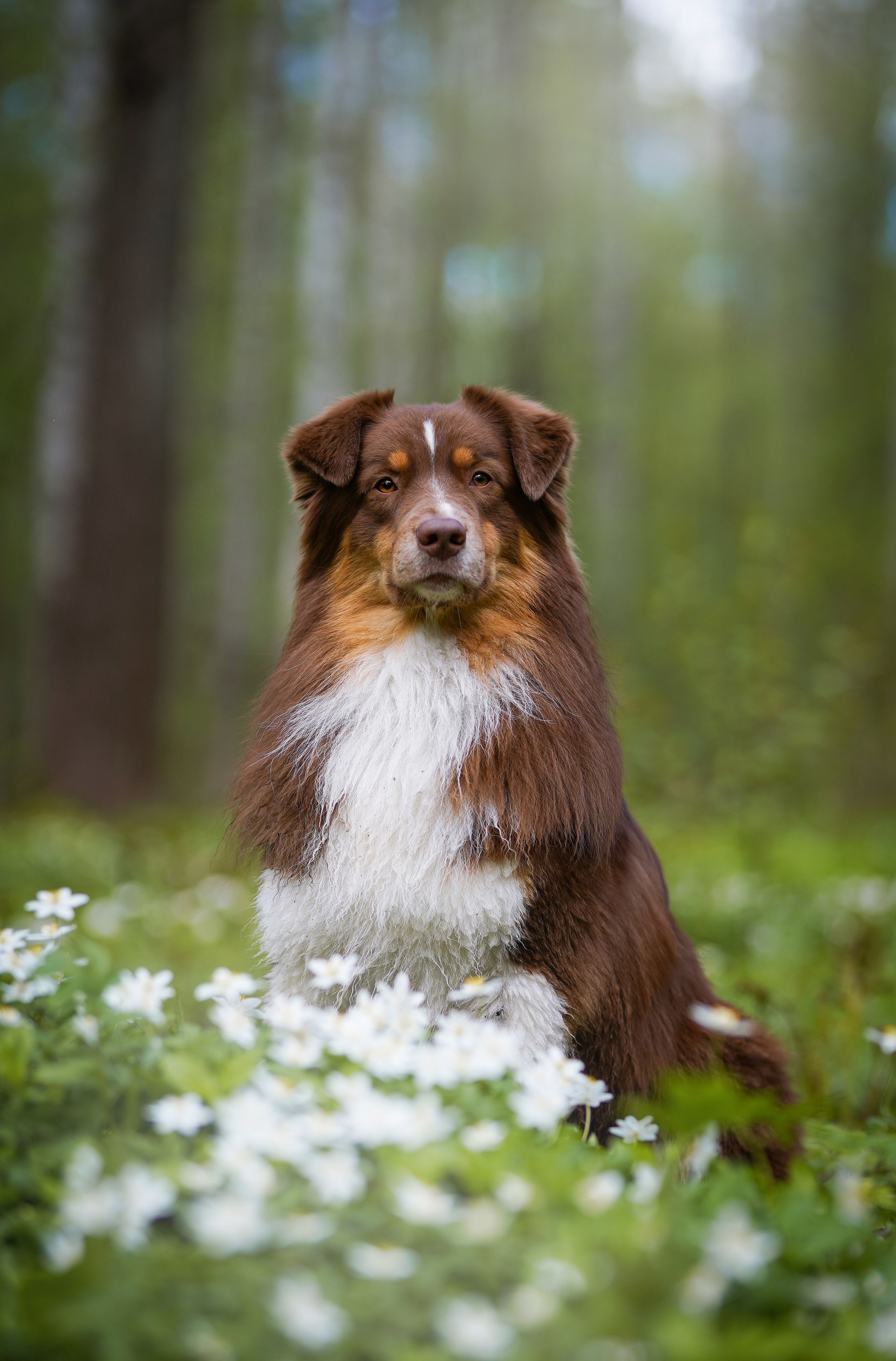 Рокки и Гермиона. Фотограф-анималист в Санкт-Петербурге Яна Мартынова