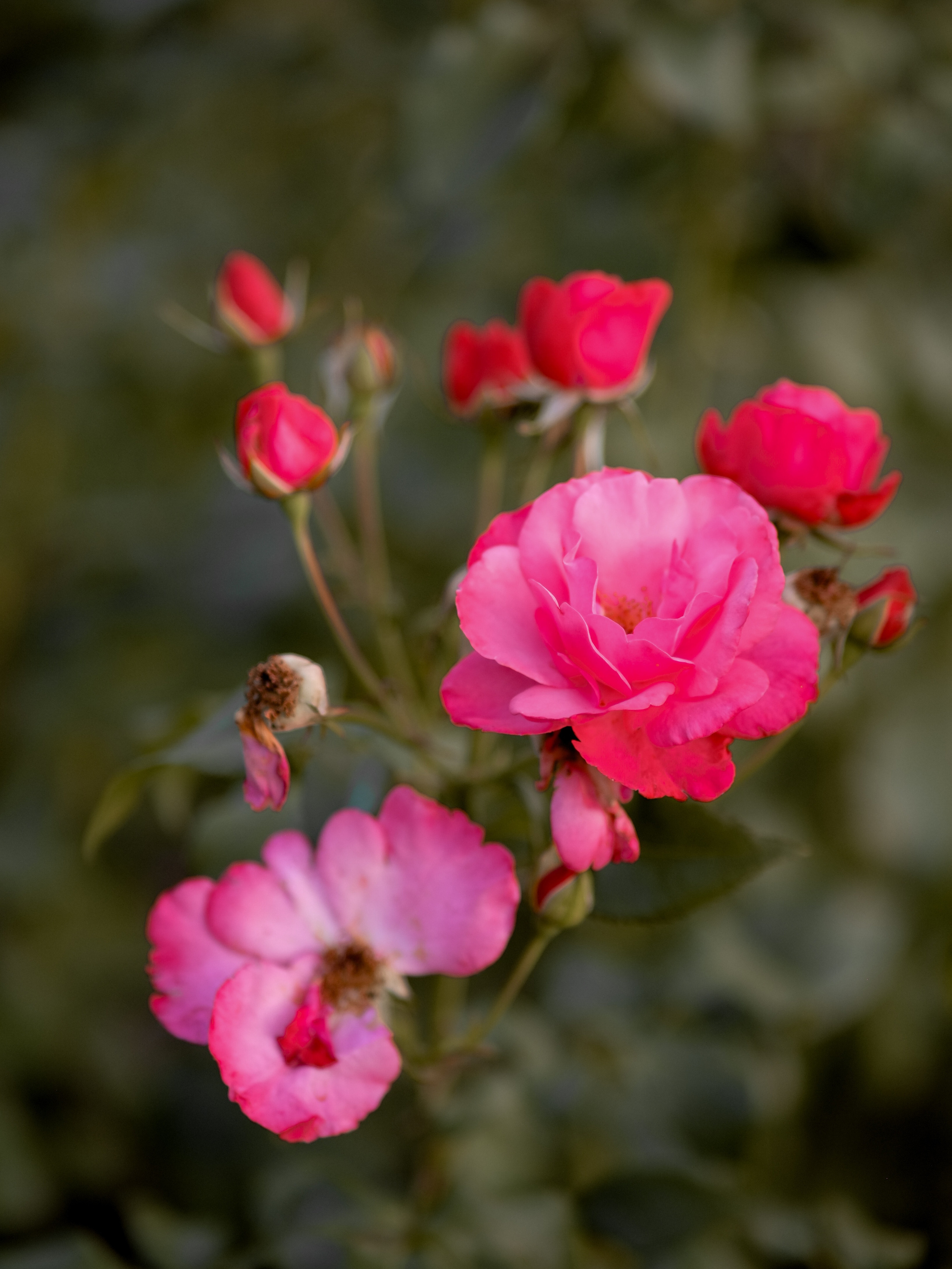 Вечер в розарии. Свадебный и семейный фотограф в Москве Инника Кетлер