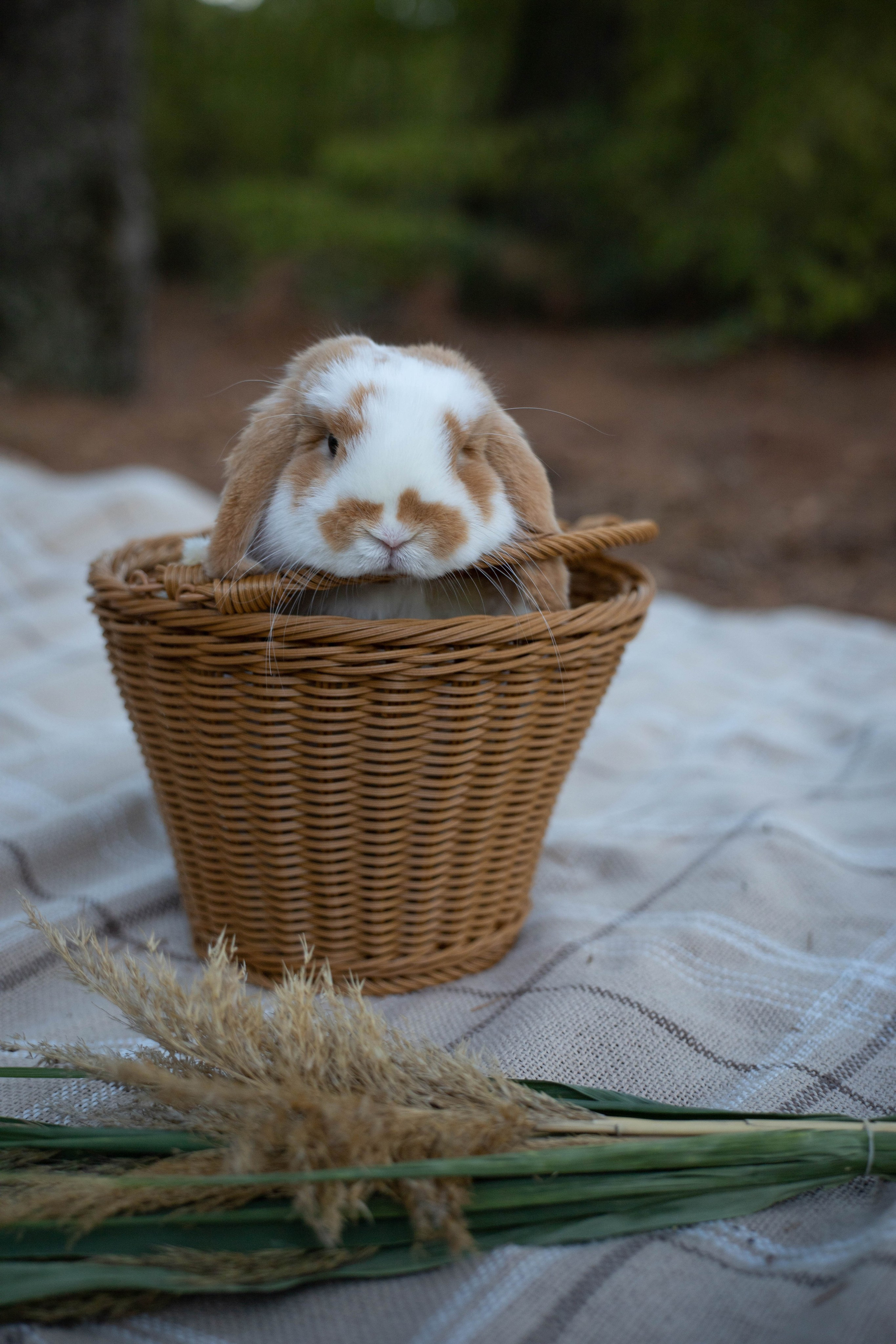 Фотосессия выездная «Кролик». Фотограф в Крыму Татьяна Барицкая ЕНОТИКА