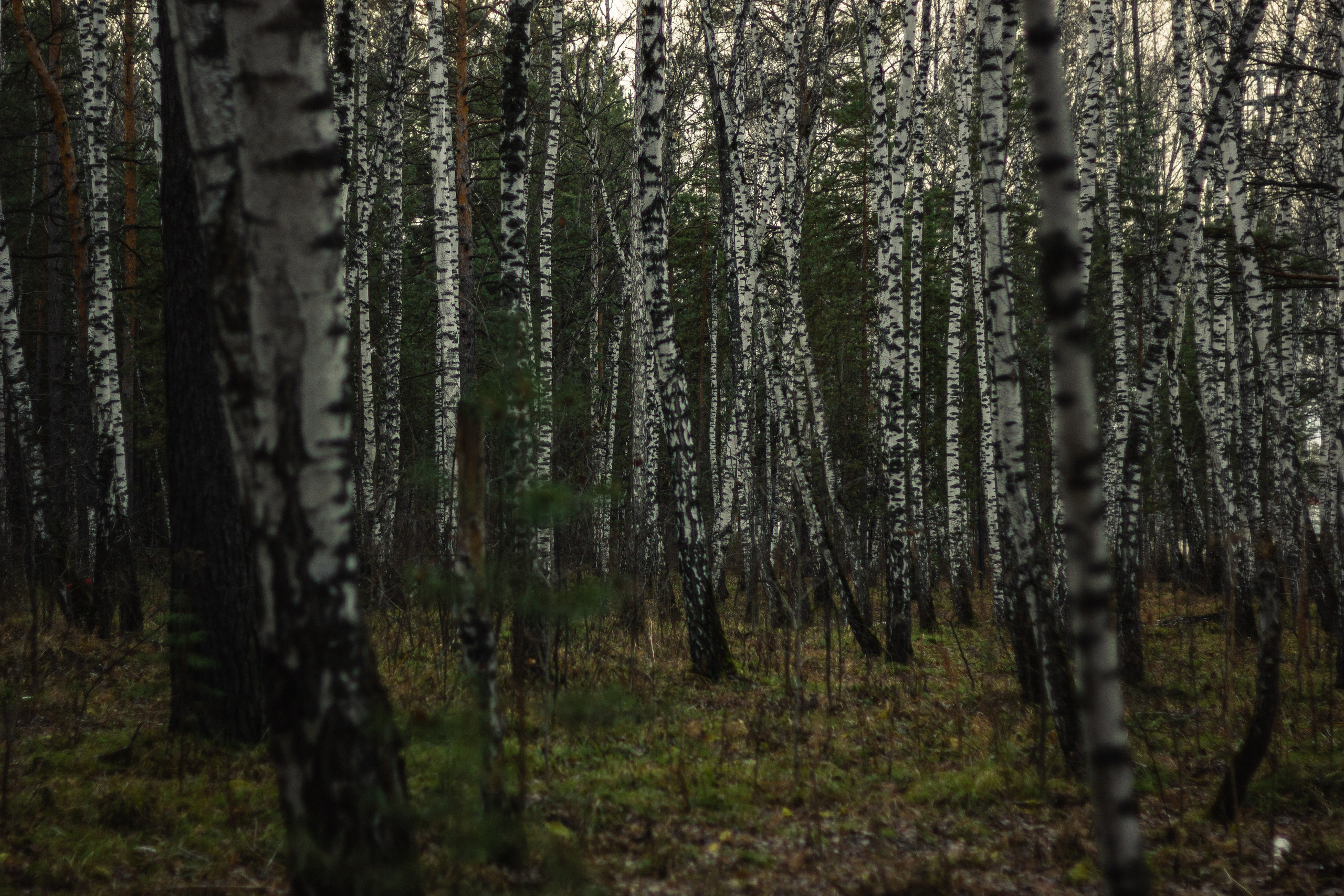 04.11.2024 | Сосновоборск. Kuznetsov | Фотограф в Красноярске