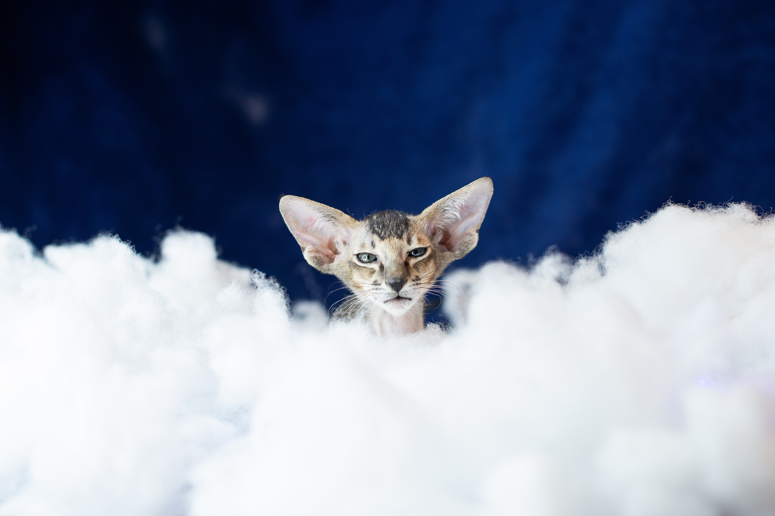 Заводчик Юлия Панова. Творческий фотограф Вологда