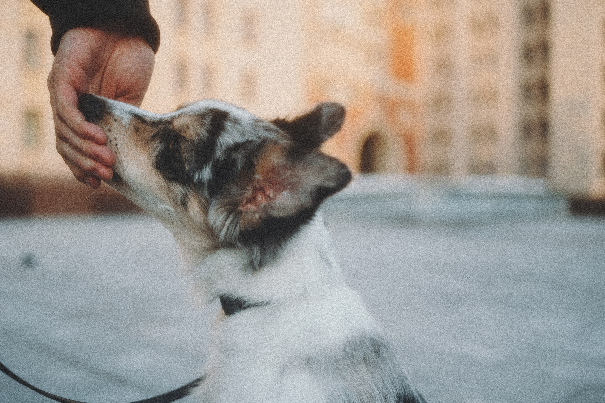 Балу и Илья. Фотограф анималист Анастасия Пикей