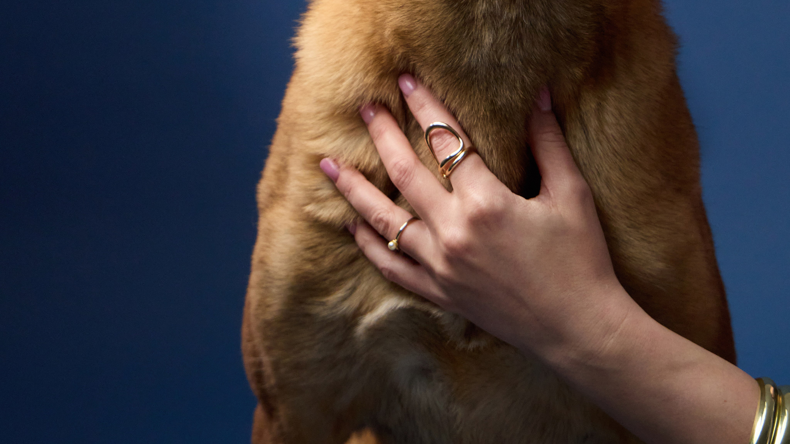 Presence. Dog Photographer Anna Averianova | Art & Commercial Pet Photography