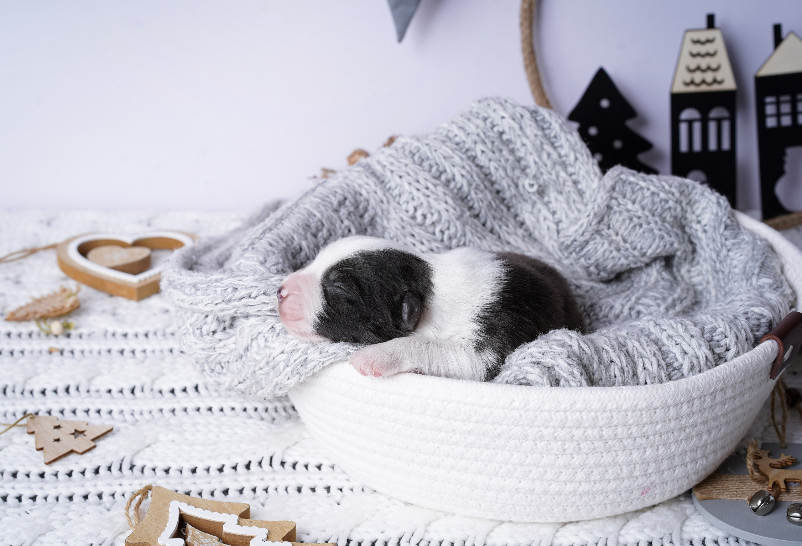 Щенки австралийской овчарки. Фотограф-анималист в Санкт-Петербурге Яна Мартынова