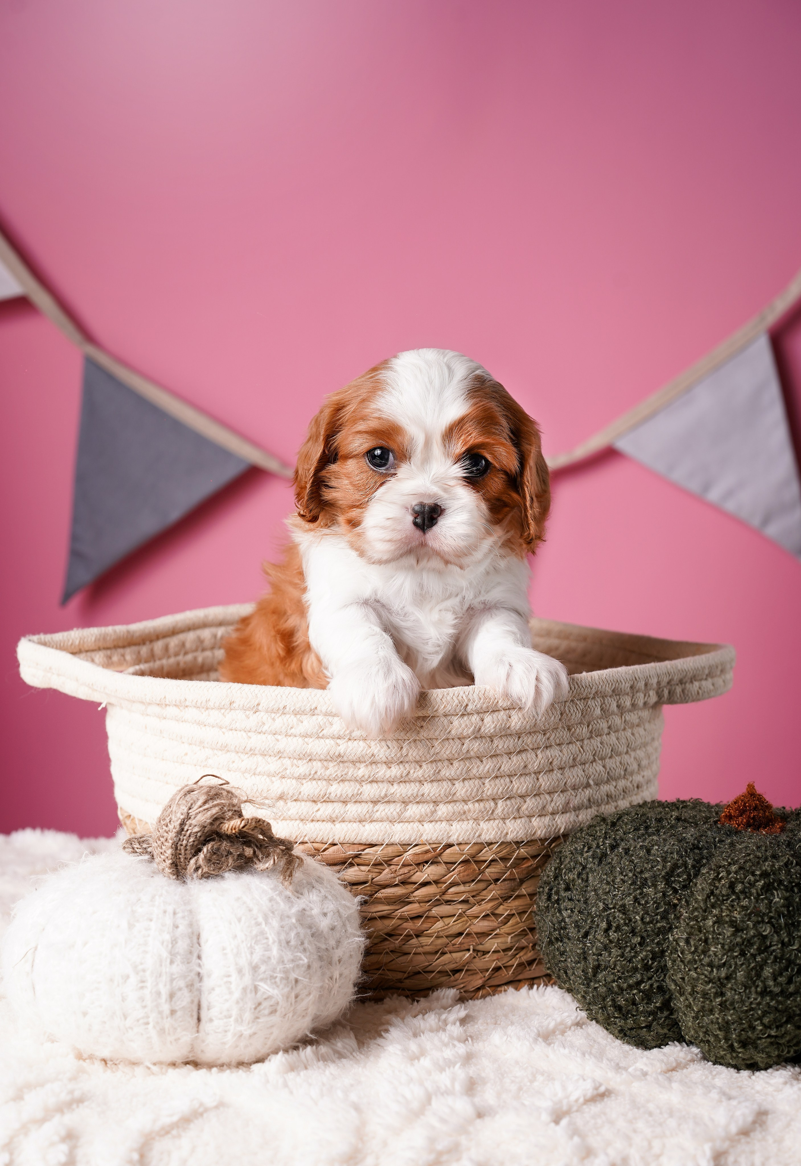 Щенки кавалера. Фотограф-анималист в Санкт-Петербурге Яна Мартынова