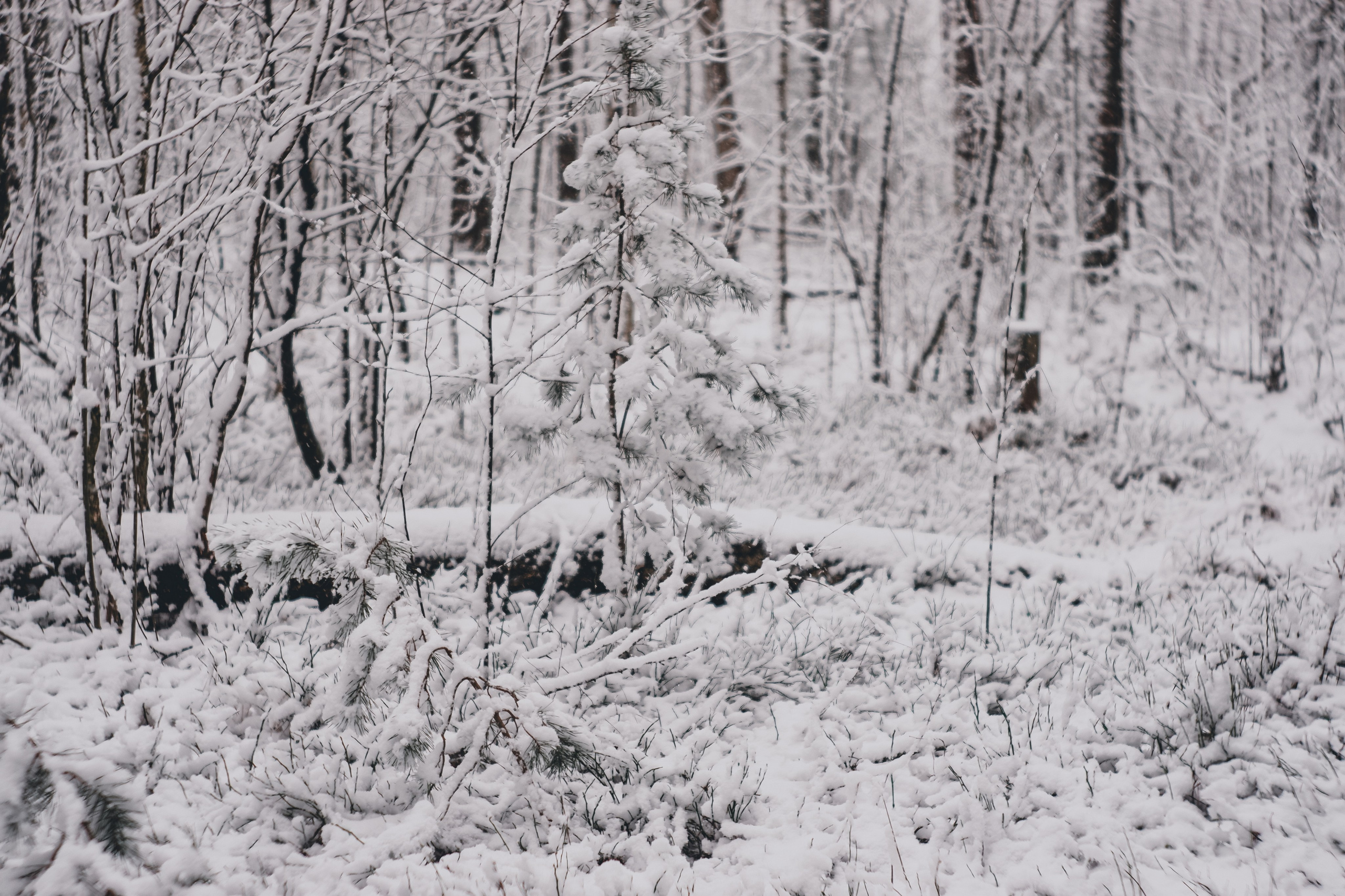 ЧБ  пейзажи (BnW landscape). Фотограф (photographer) Lischinski Vitaliy