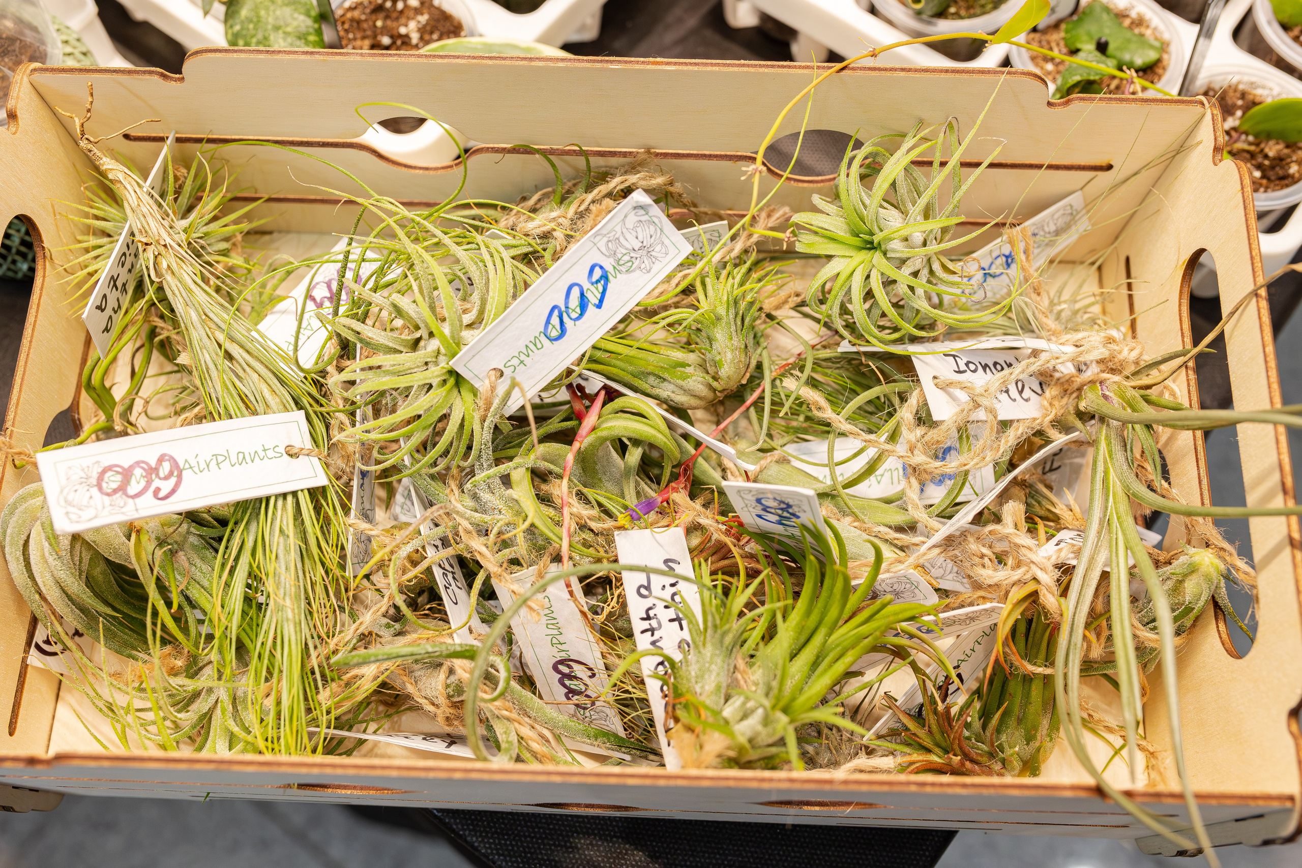 Монстериум апрель 2026. Александра Куликова фотограф, Москва