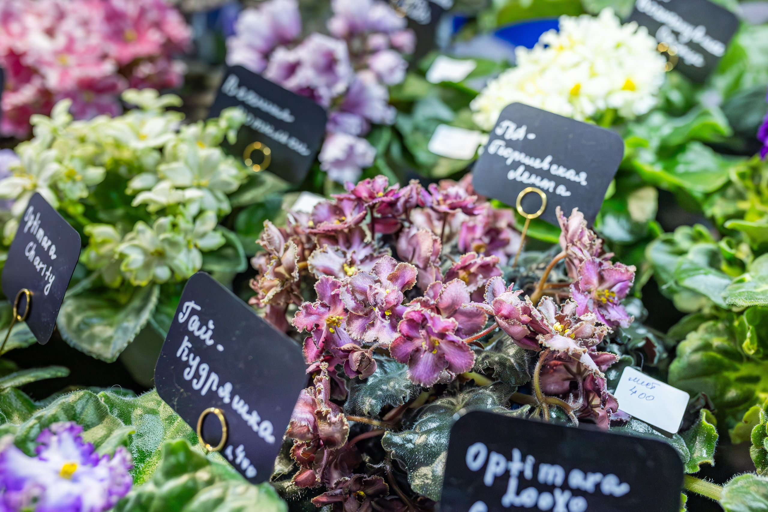 Монстериум апрель 2026. Александра Куликова фотограф, Москва