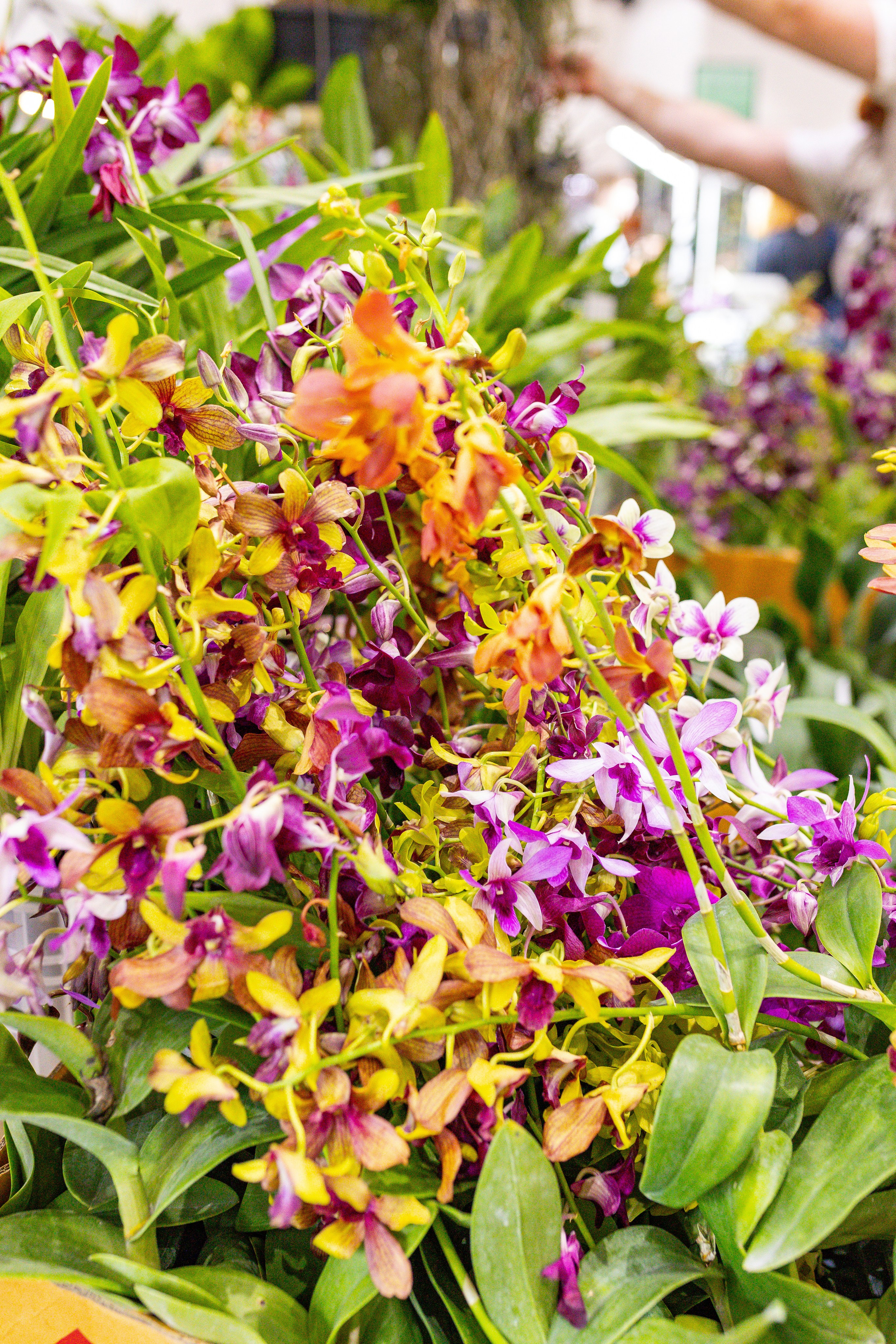 Орхидиум сентябрь 2025. Александра Куликова фотограф, Москва