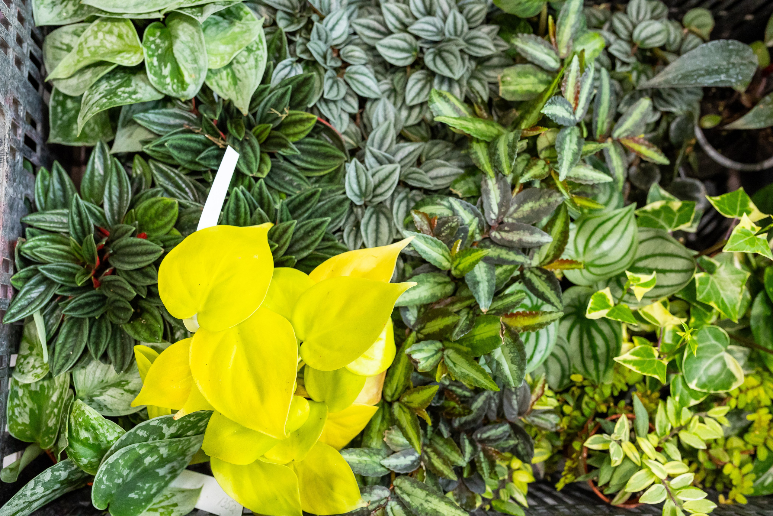 Монстериум апрель 2025. Александра Куликова фотограф, Москва