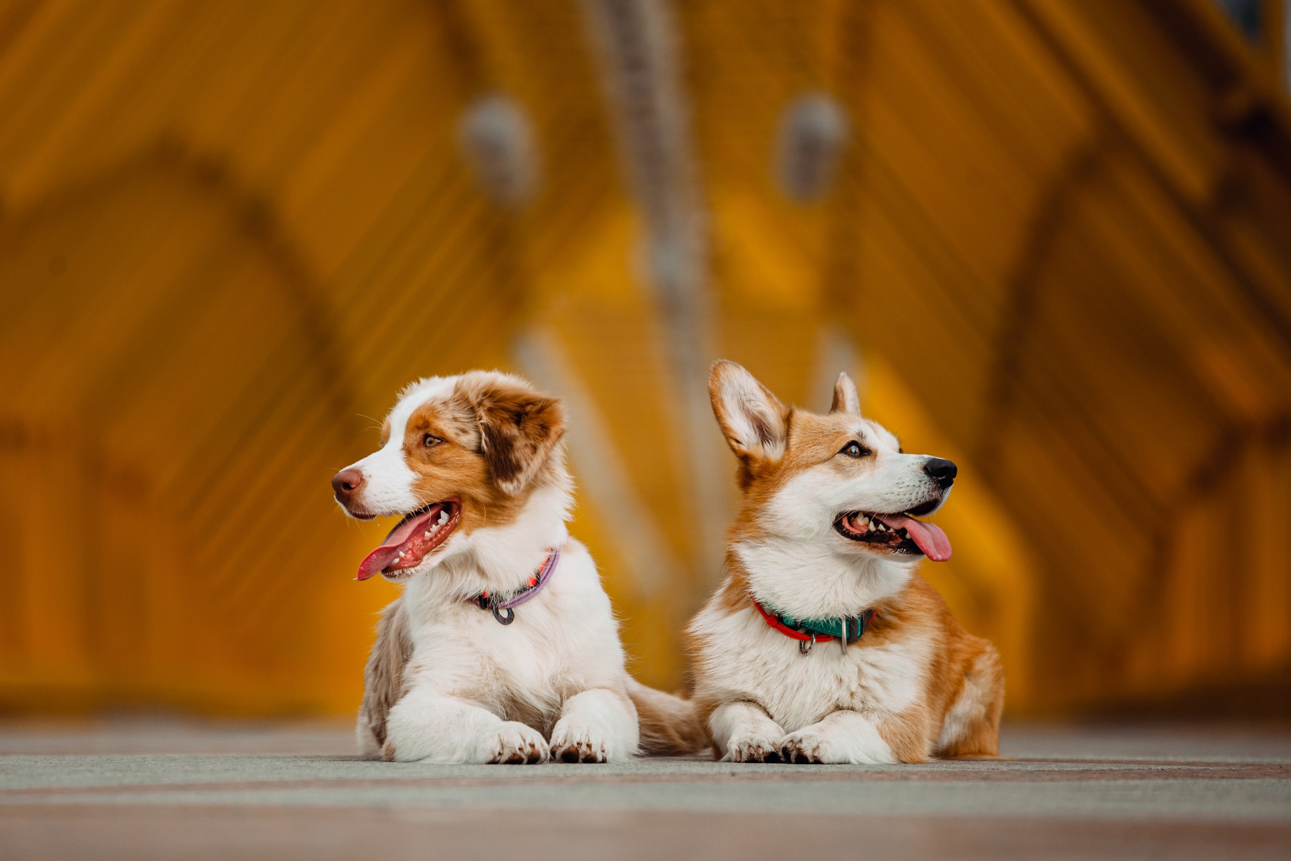 Андреевский мост. Фотограф-анималист Татьяна Степанова