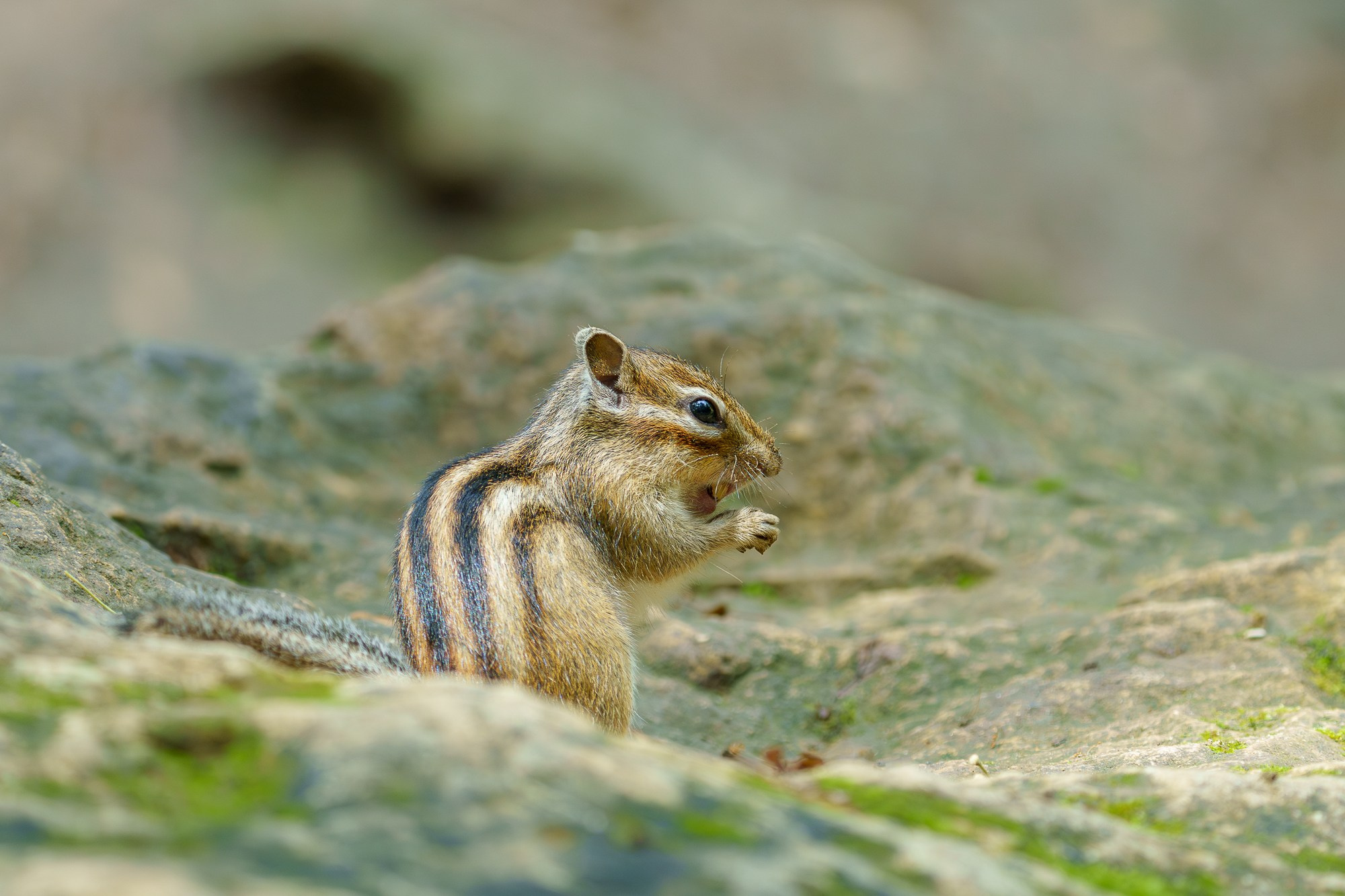 Животные. Ваш личный фотограф Марина Волкова