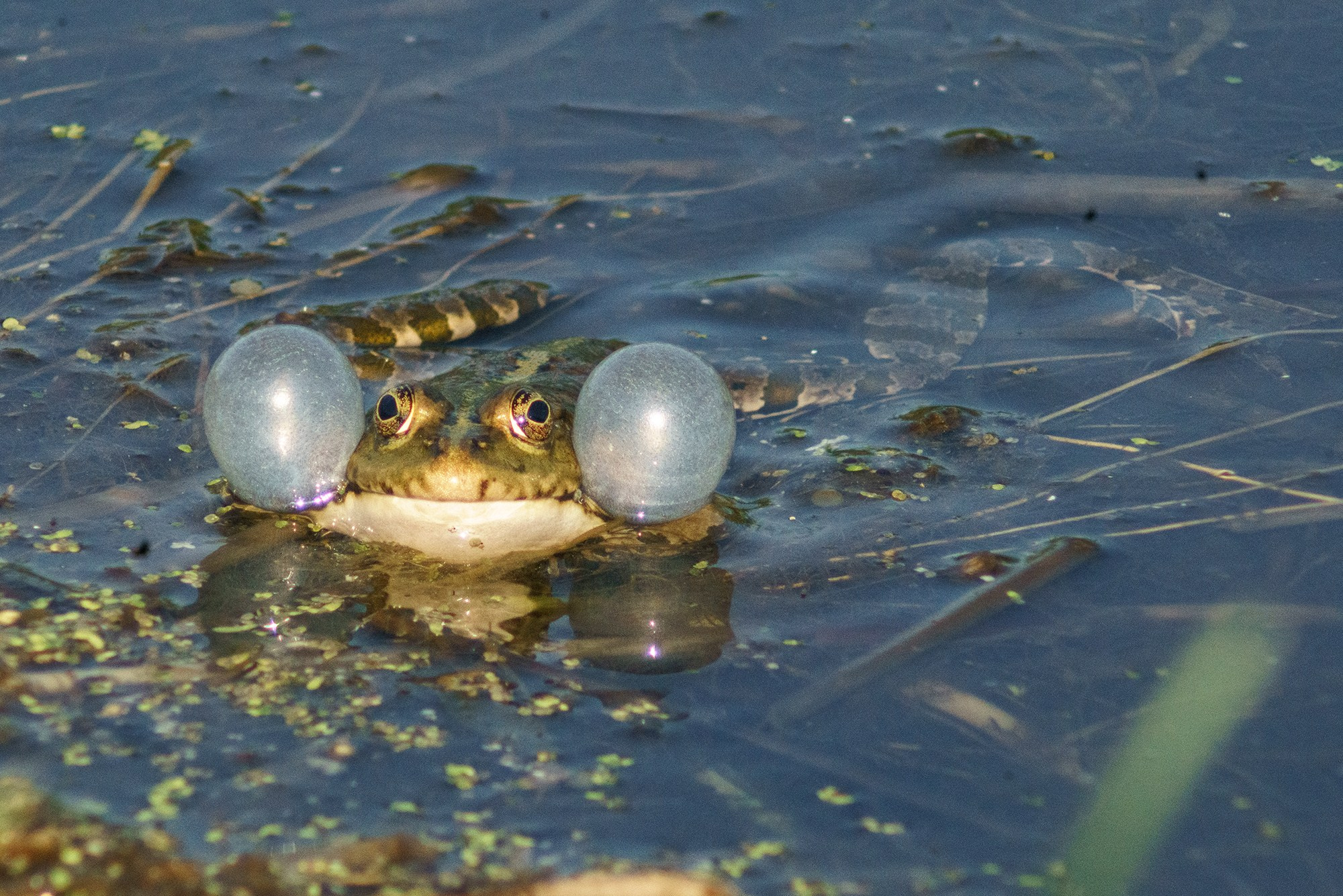 Животные. Ваш личный фотограф Марина Волкова