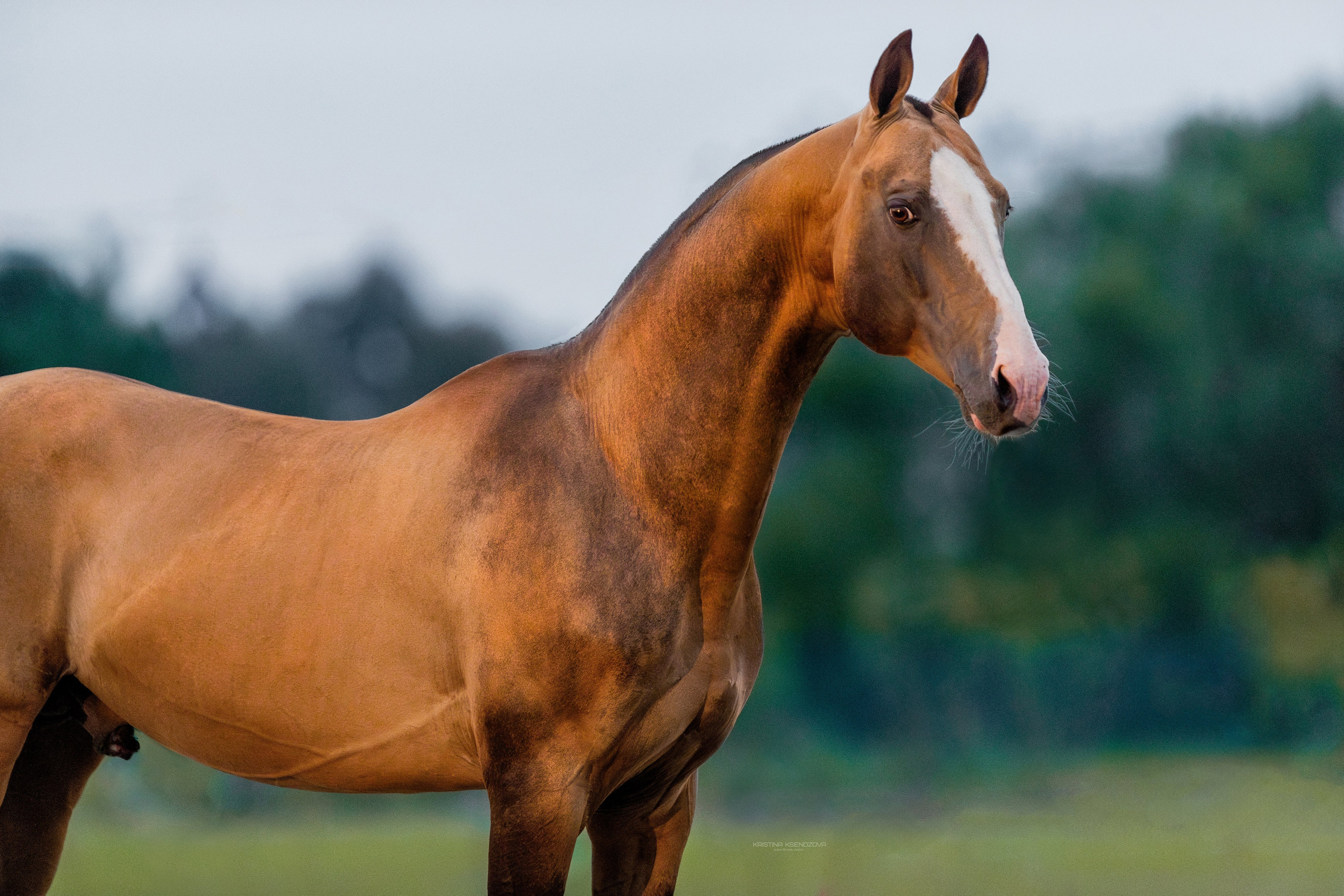На природе. Фотограф-анималист Ксендзова Кристина