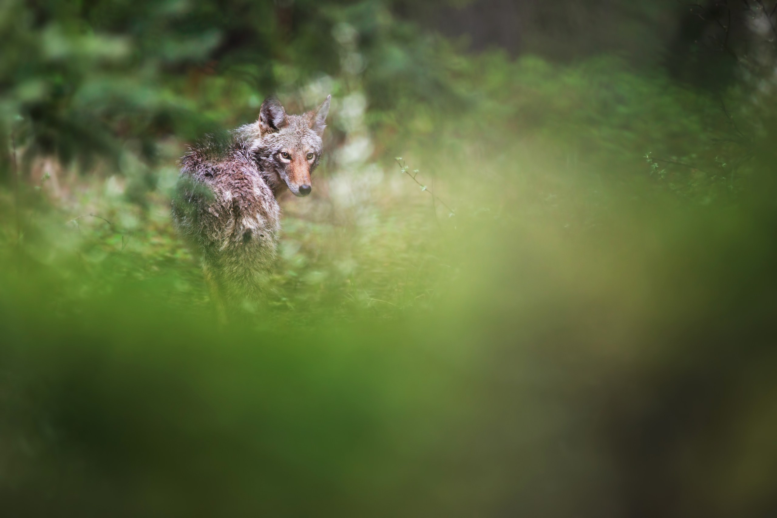 Канада. Фотограф Владимир Медведев