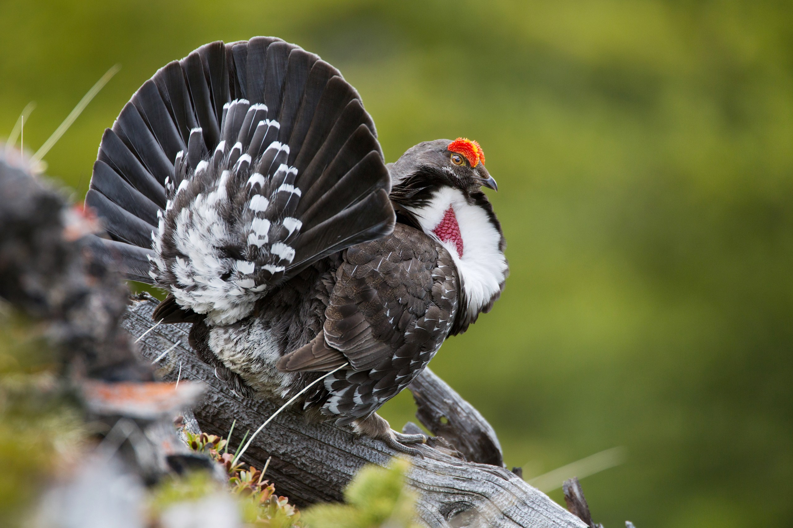 Канада. Фотограф Владимир Медведев