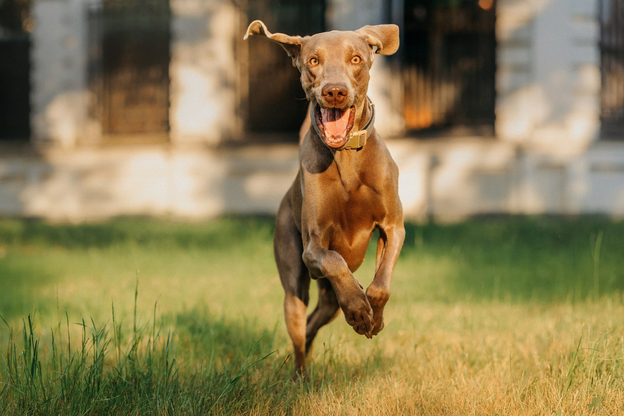 Соня и Майли. Фотограф-анималист Елена Радченко, Москва