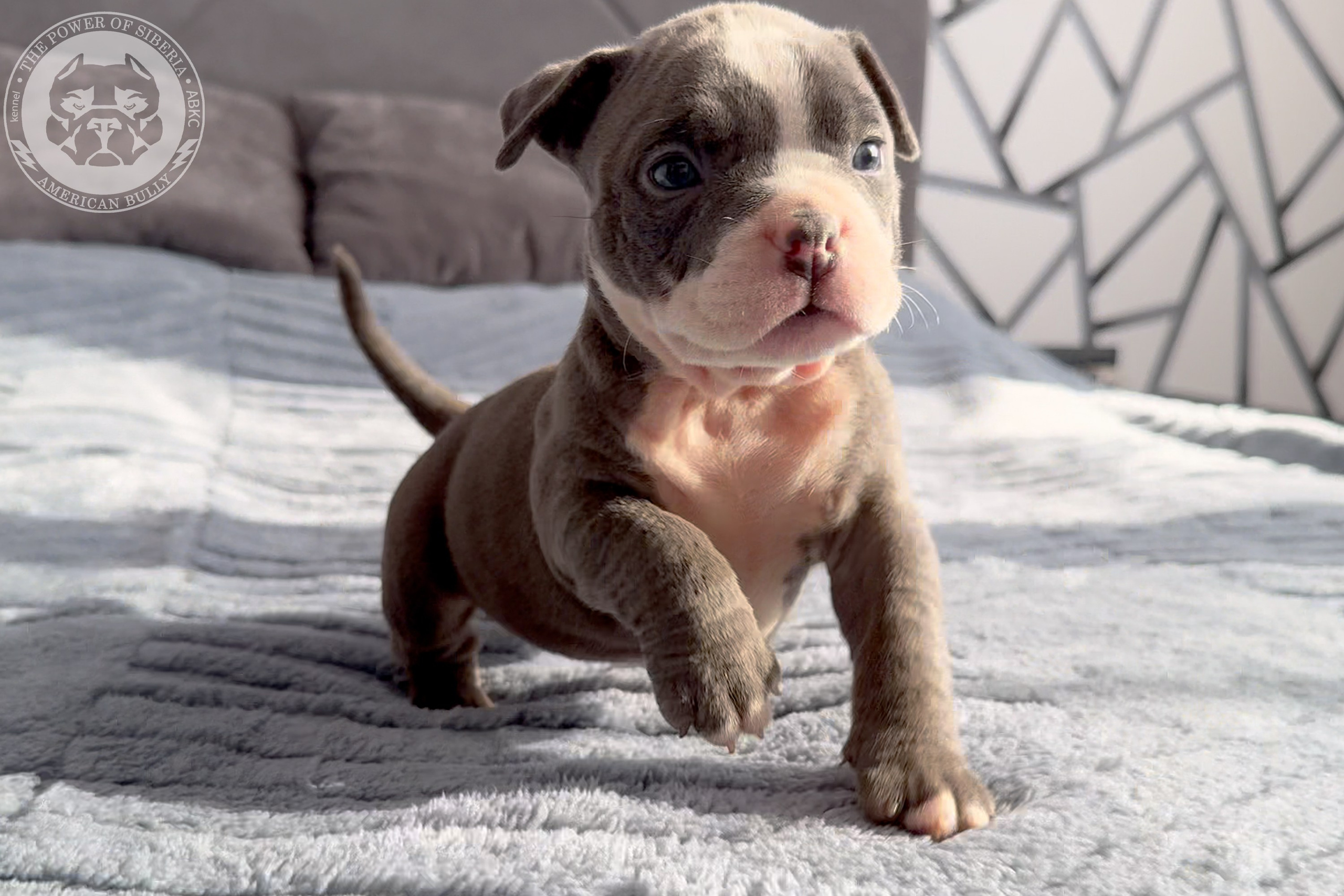 Свободные щенки Американский Булли стандарт и Свободные щенки Американский Булли классик. Американский Булли в г. Ростов-на-Дону. Питомник THE POWER OF SIBERIA