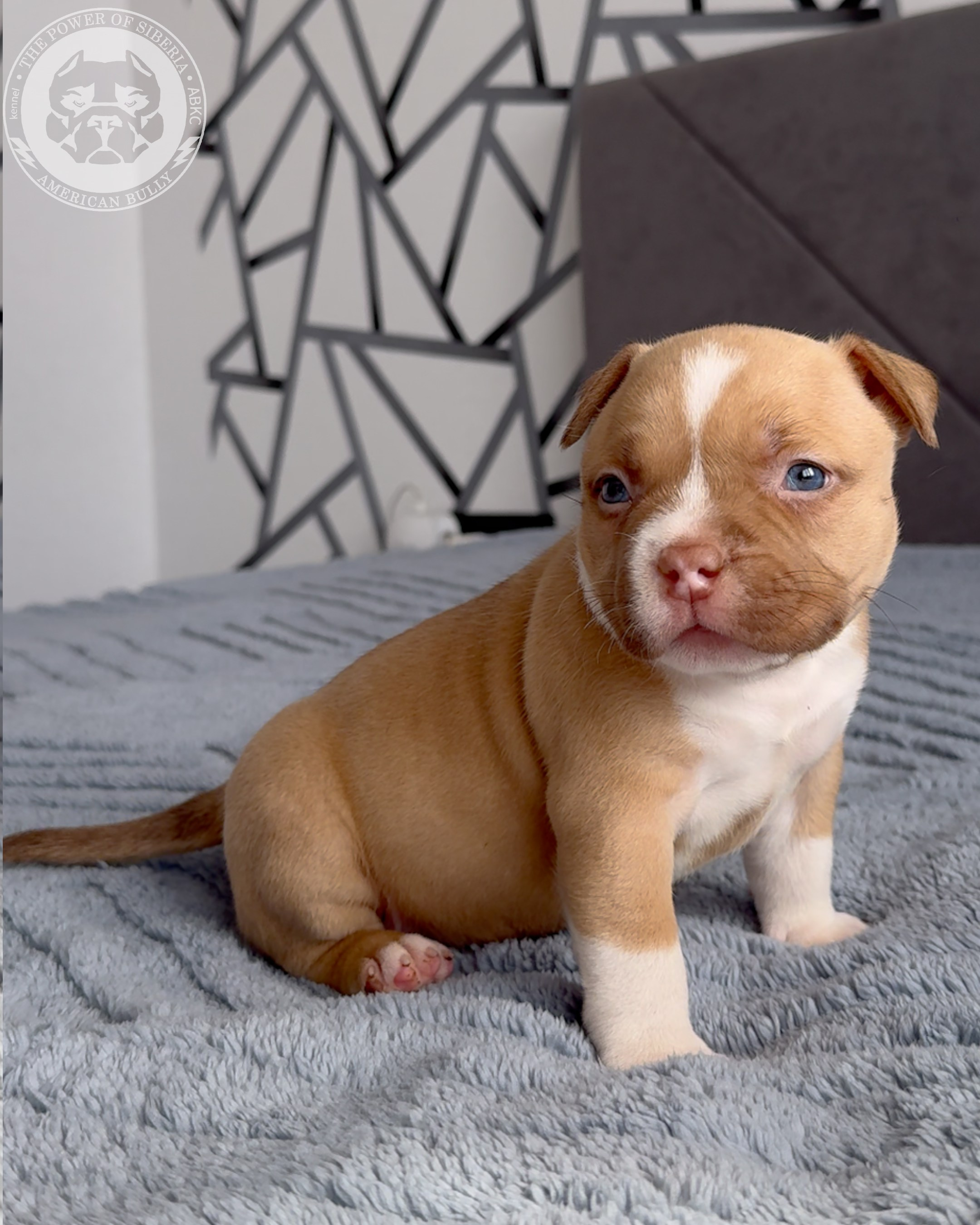 Свободные щенки Американский Булли, в типах покет, классик, стандарт. Американский Булли в г. Ростов-на-Дону. Питомник THE POWER OF SIBERIA