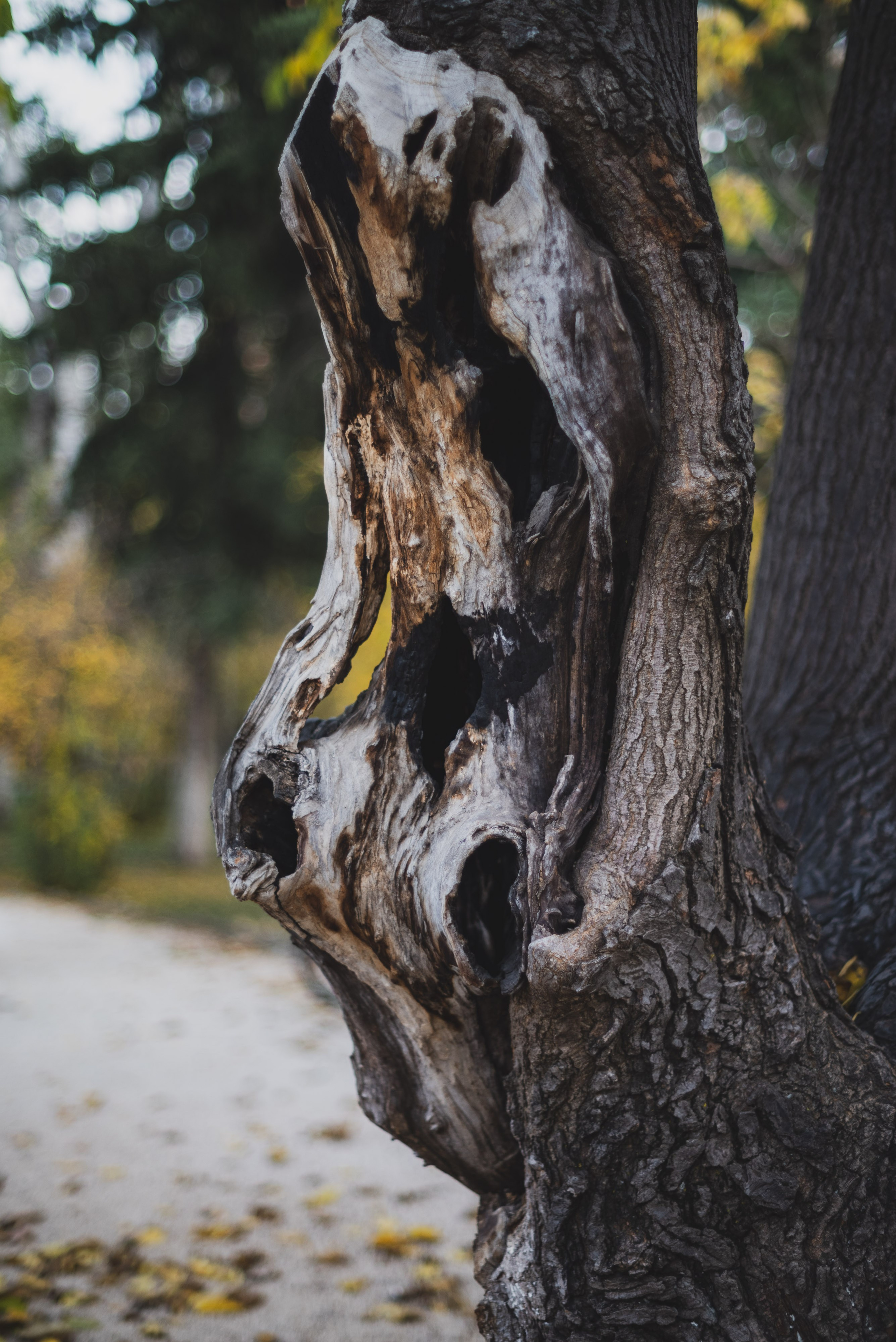 Halloween's portraits of Tbilisi
