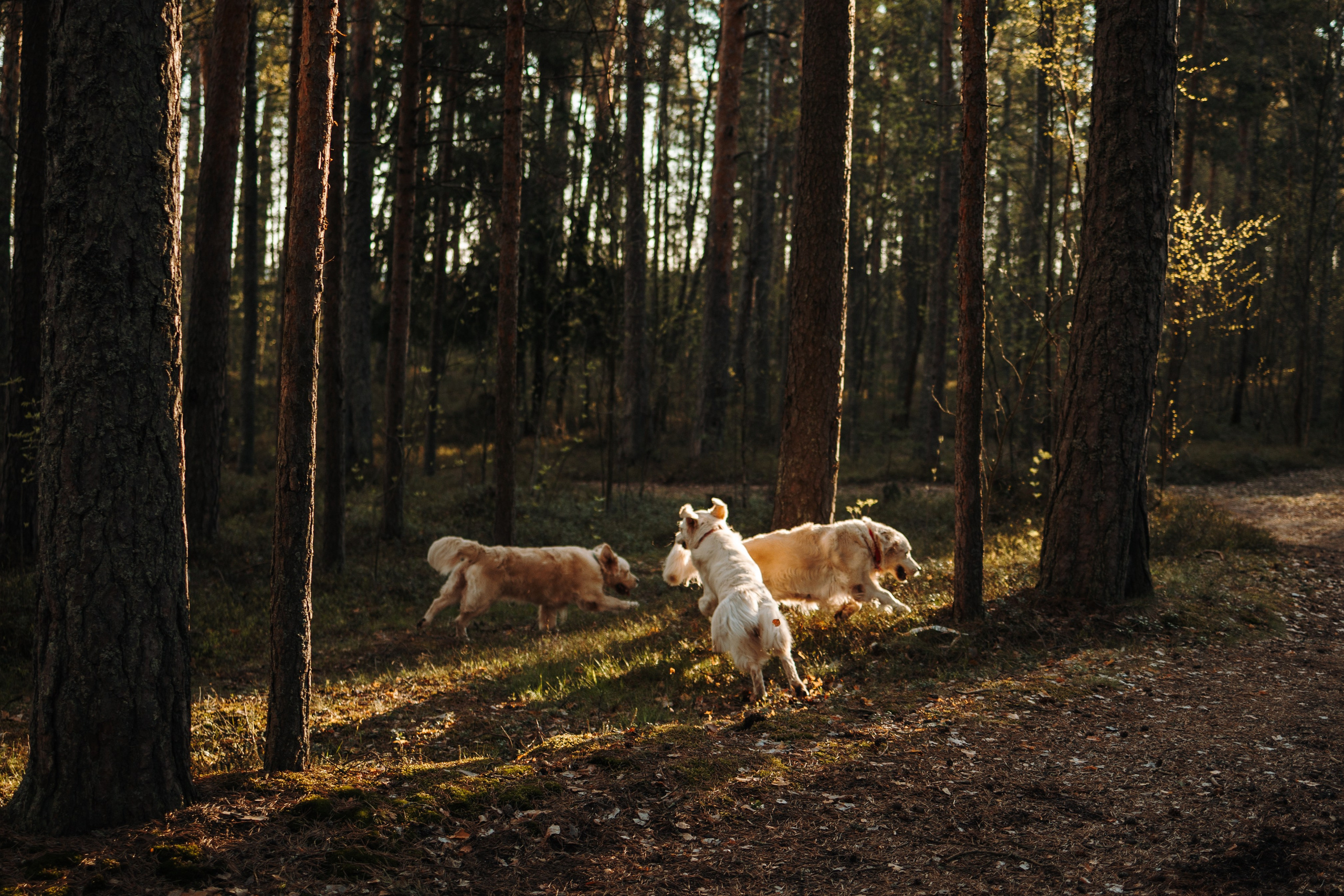 Катя и ее девочки. Фотограф — Анималист | Санкт-Петербург