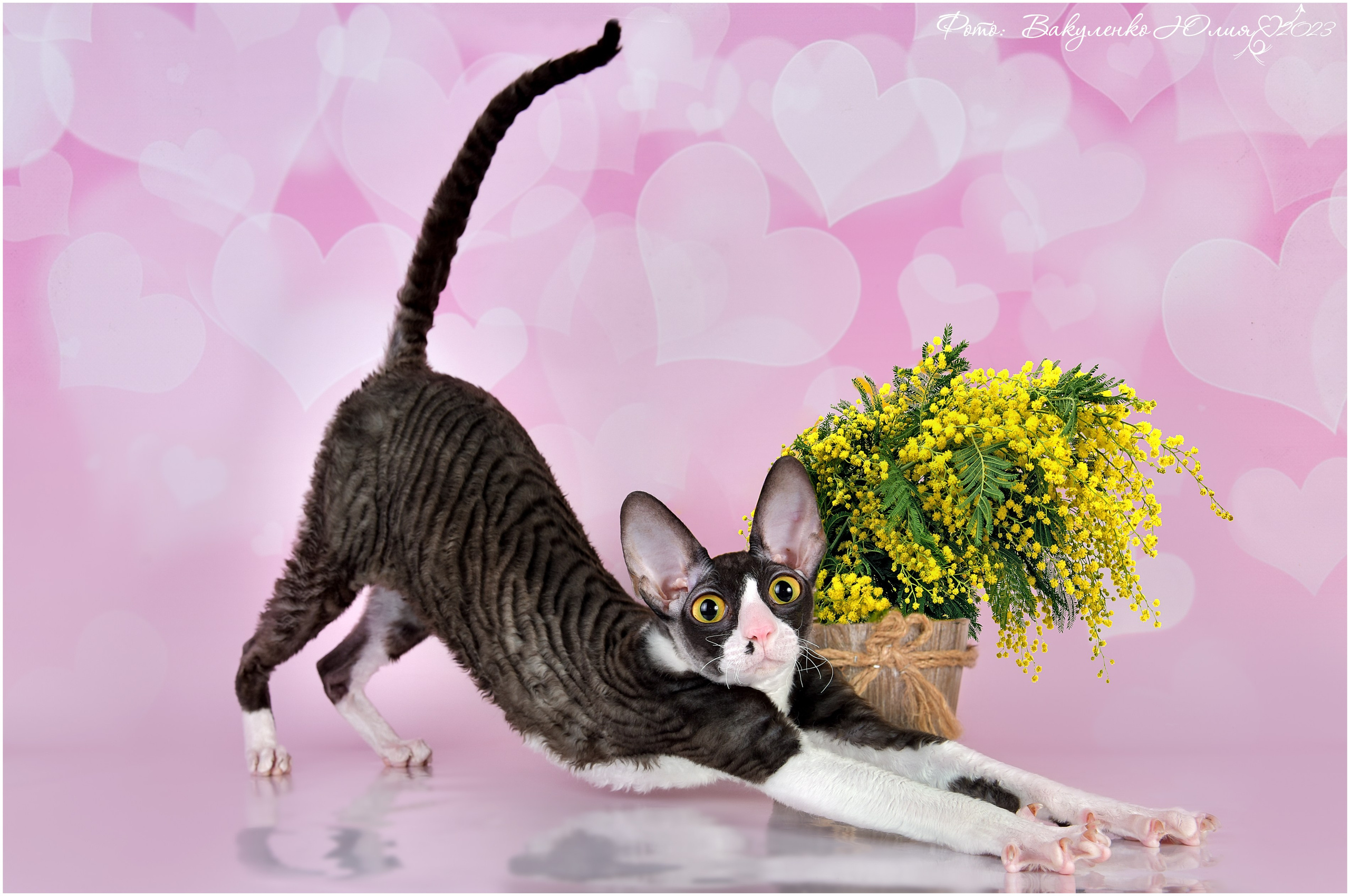 Взрослые. Фотограф анималист | семейный Юлия Вакуленко, г. Краснодар