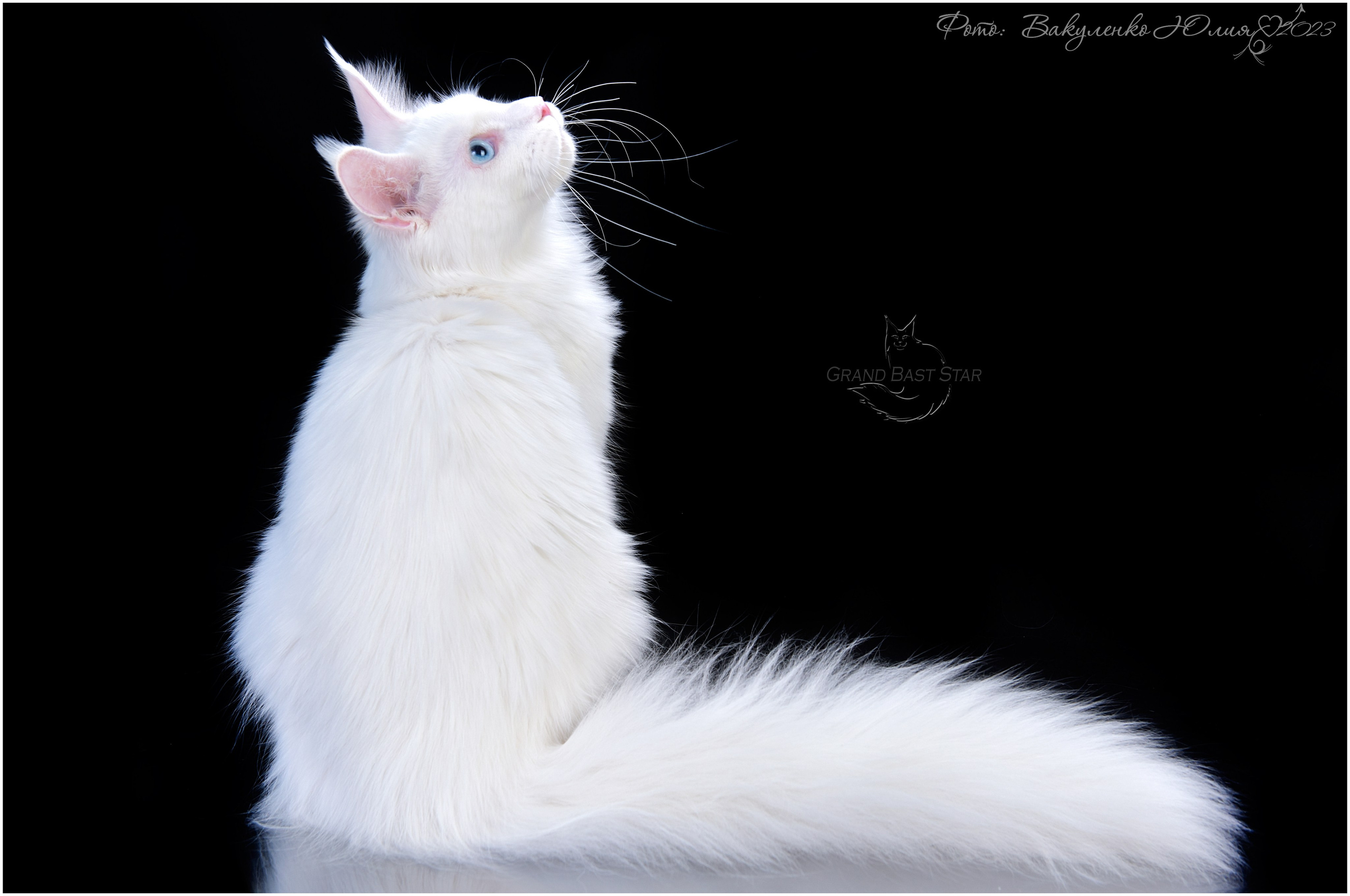 Взрослые. Фотограф анималист | семейный Юлия Вакуленко, г. Краснодар