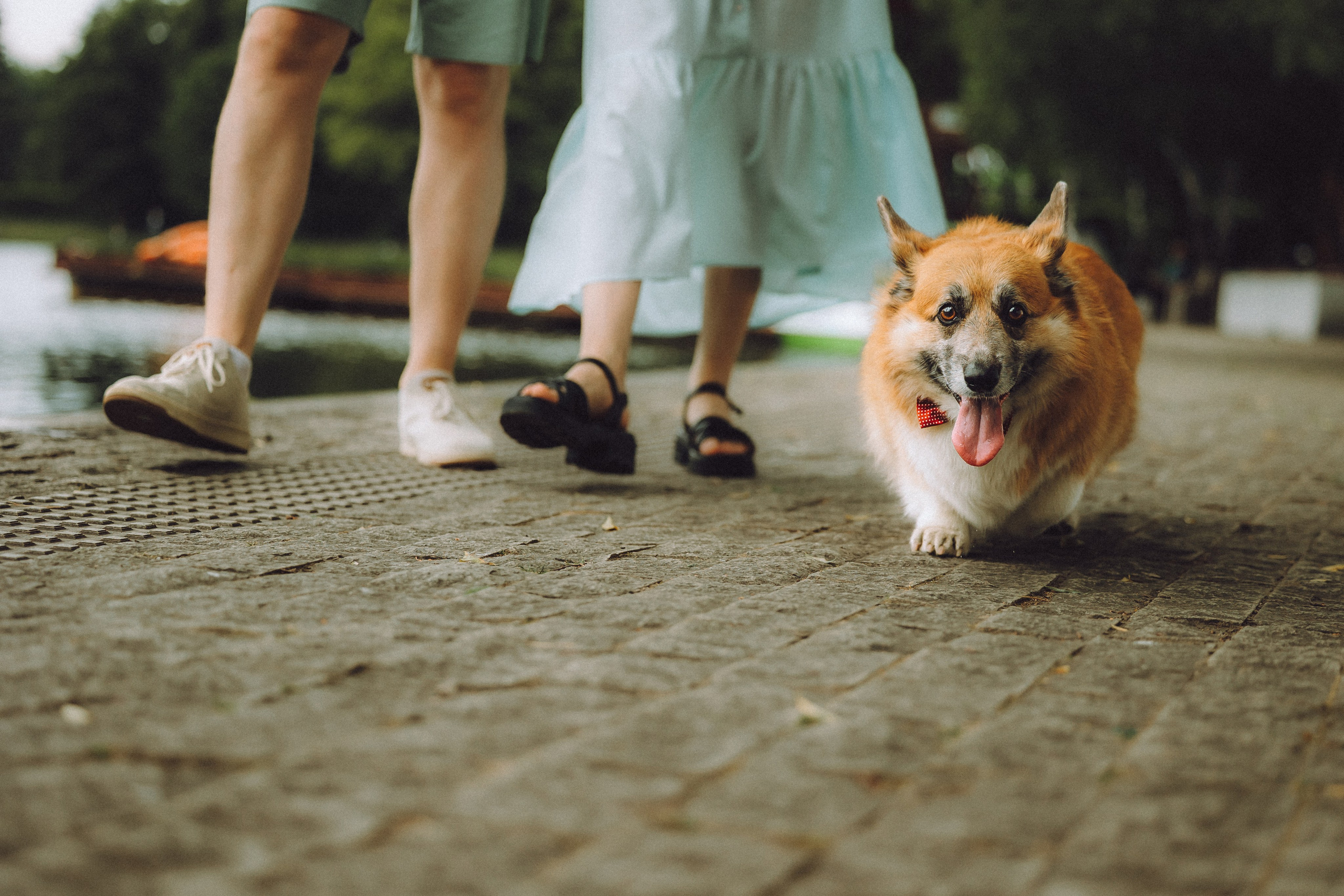 Ира, Леша и Харли