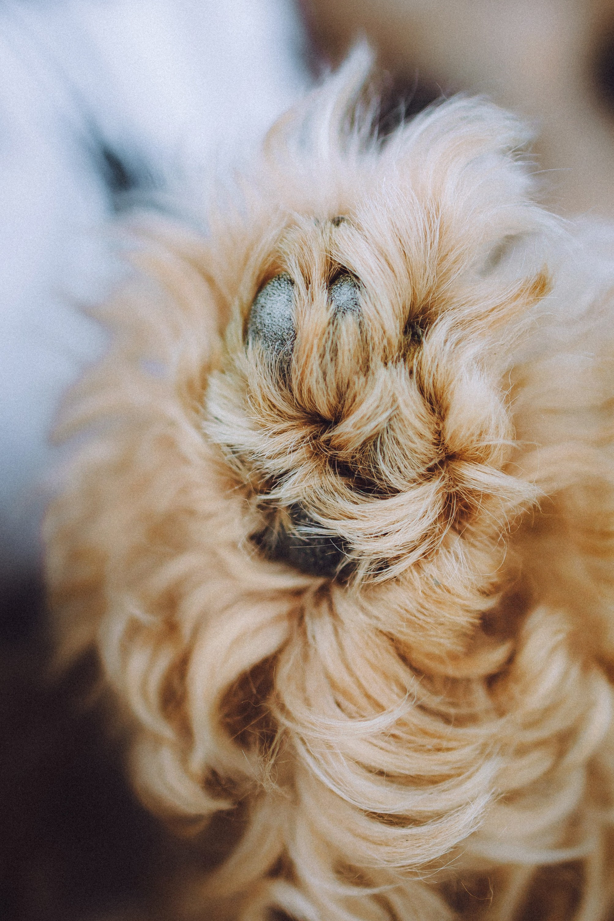 Фред и его семья