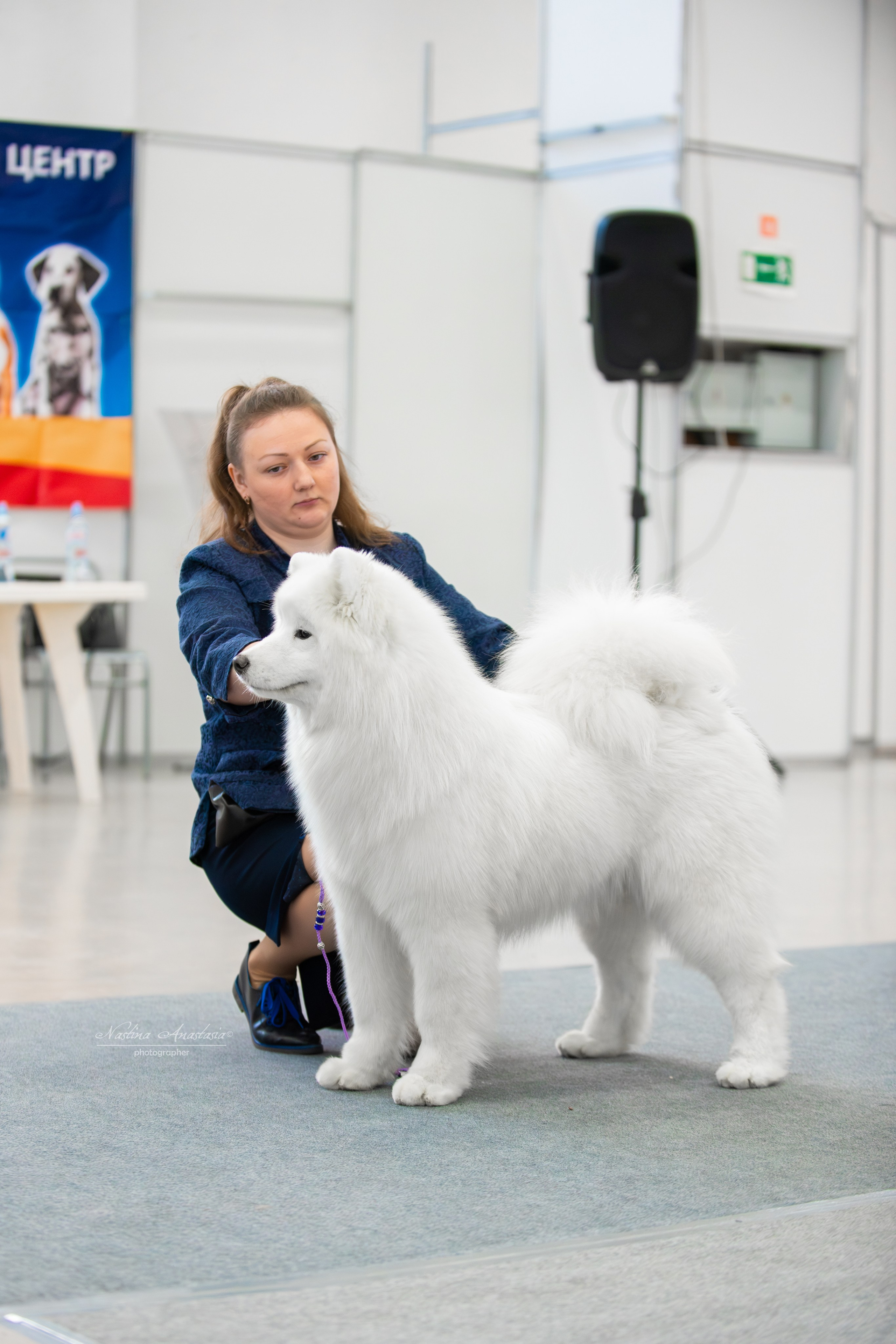 Выставки. Фотограф — Анималист