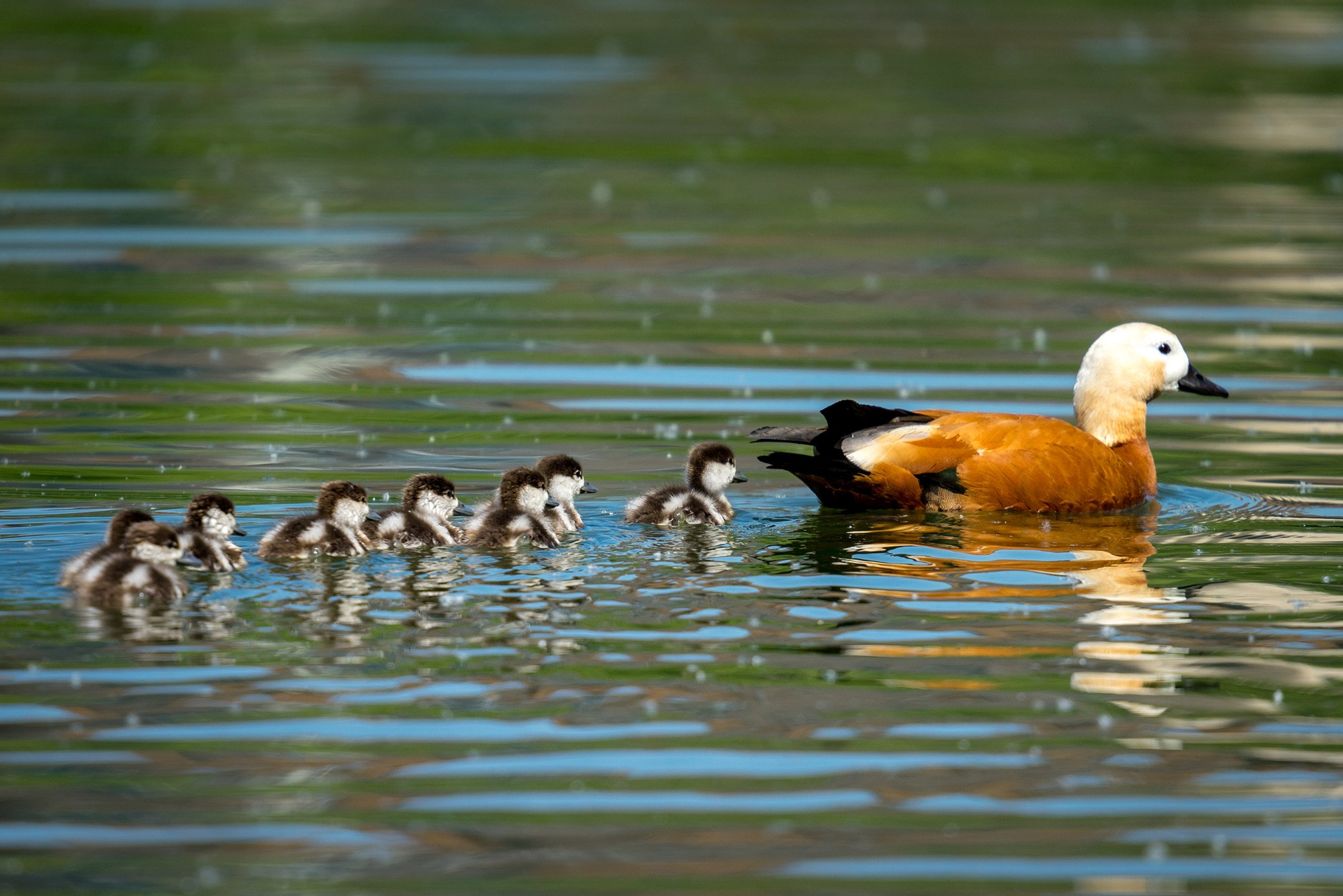 Удивительные мир птиц. Вокруг нас столько прекрасного — присмотритесь!. Ваш личный фотограф Марина Волкова