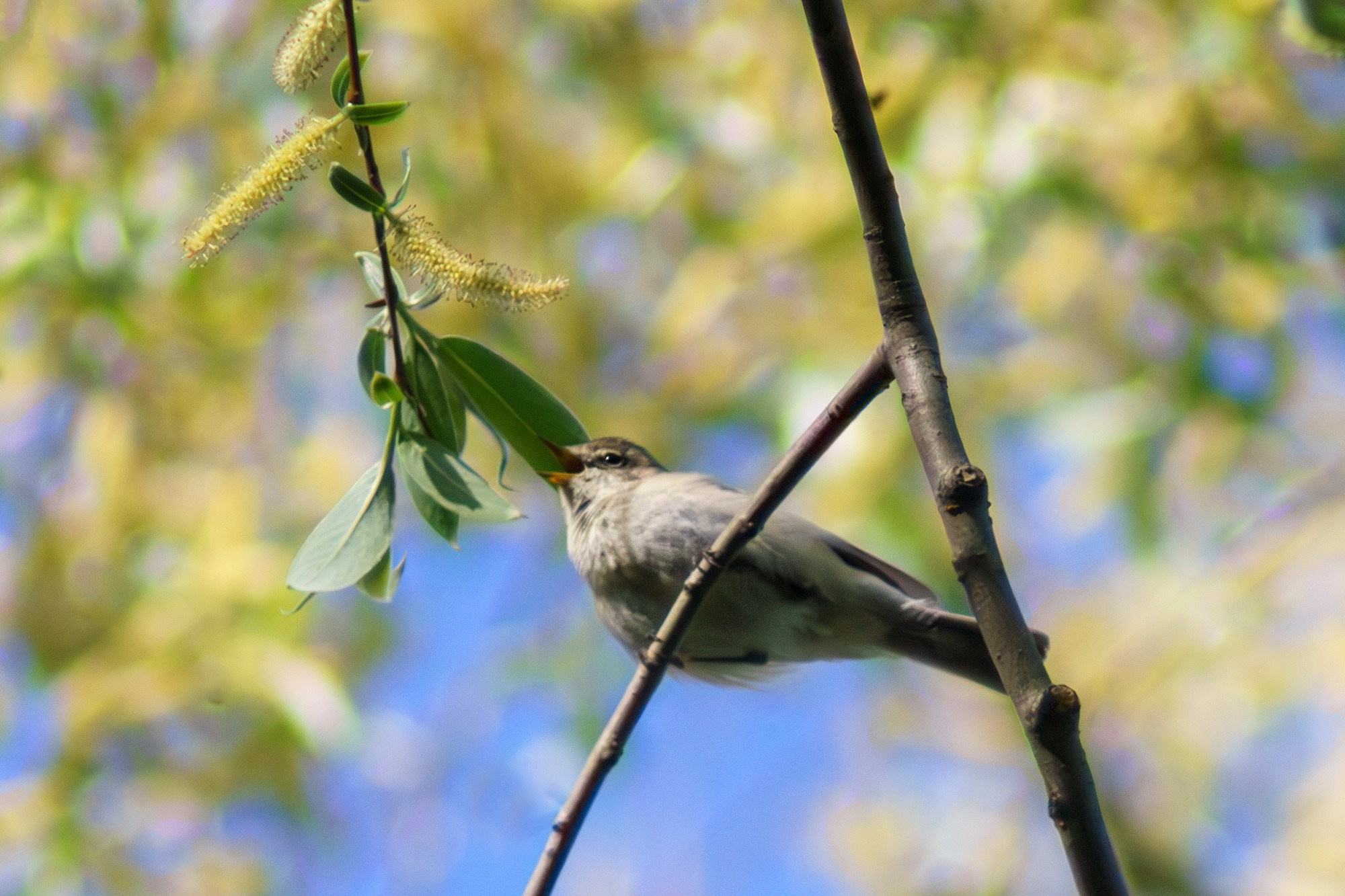 Удивительные мир птиц. Вокруг нас столько прекрасного — присмотритесь!. Ваш личный фотограф Марина Волкова