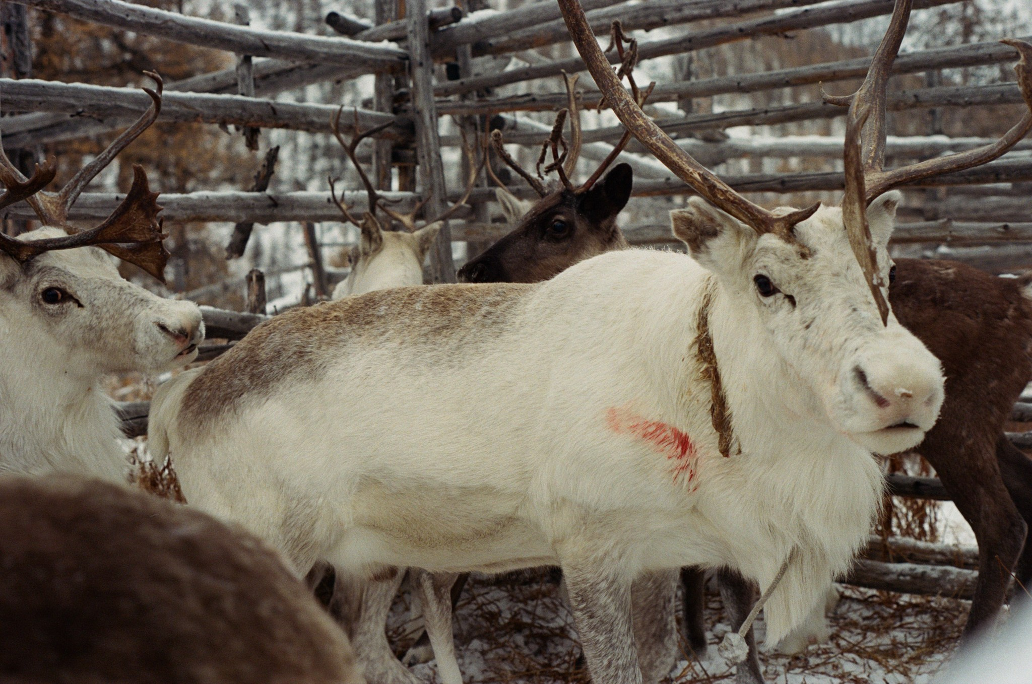 Не забудь накормить озеро. Natalya Madilyan