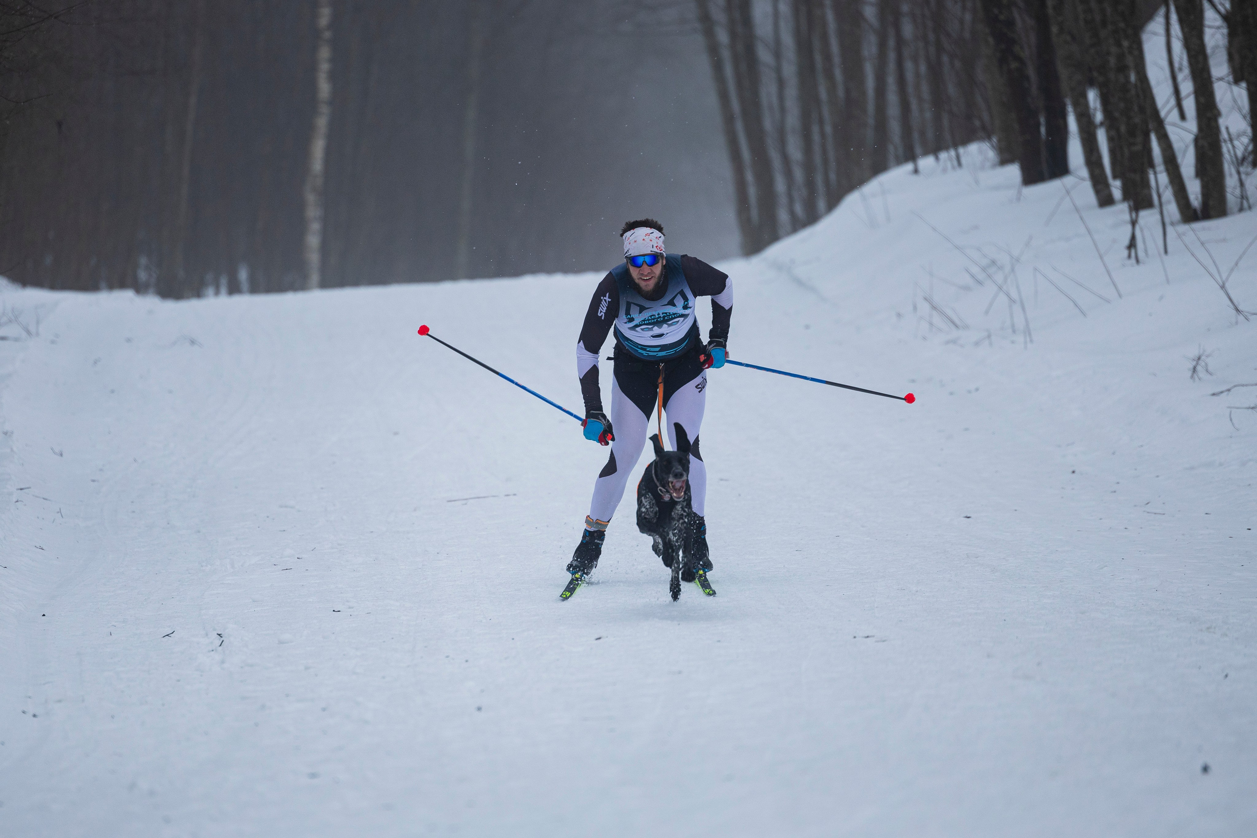 Зимний Чемпионат Санкт-Петербурга по ездовому спорту. Фотограф-анималист Анна Маринич