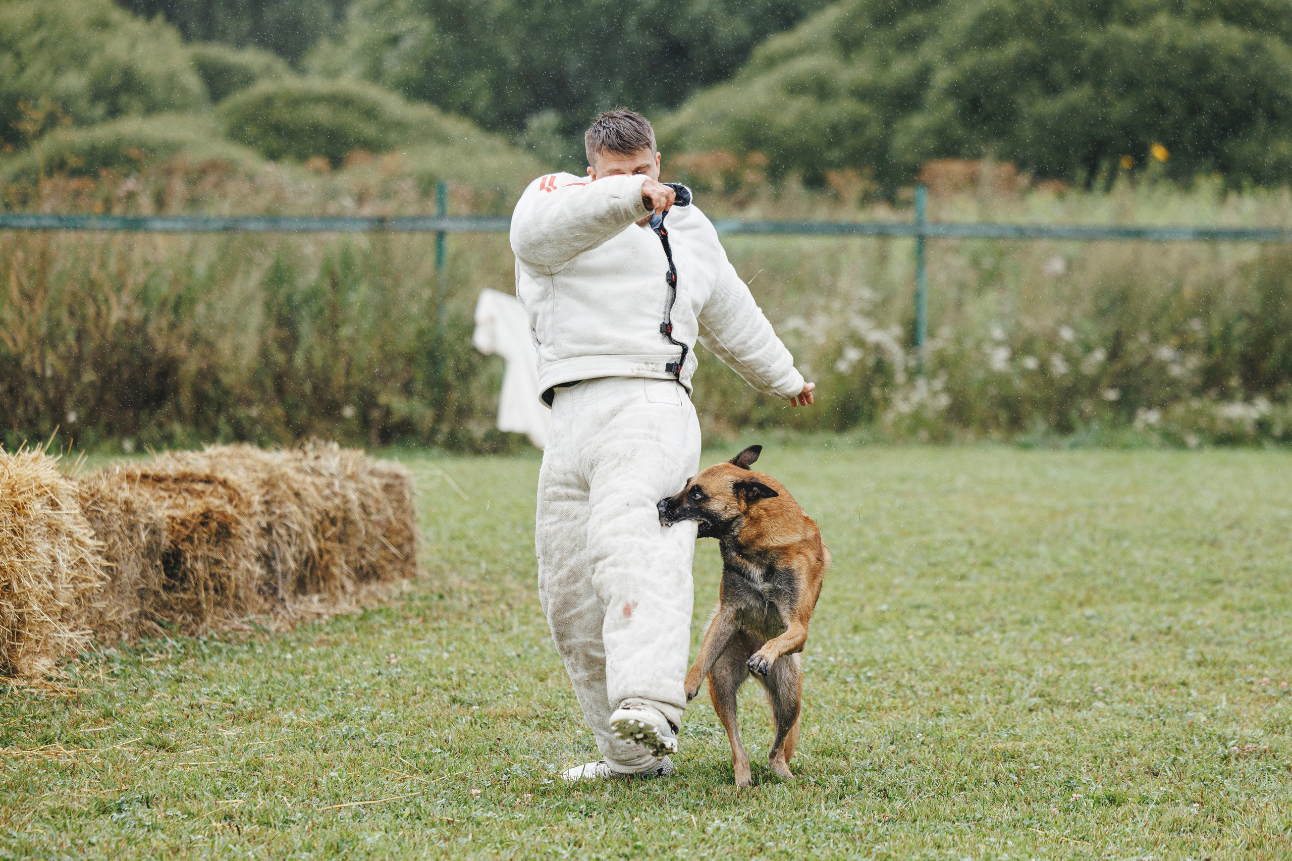 08.08.25-10.08.25 ЧР по мондьорингу г. Вологда. Фотограф-анималист Анна Маринич