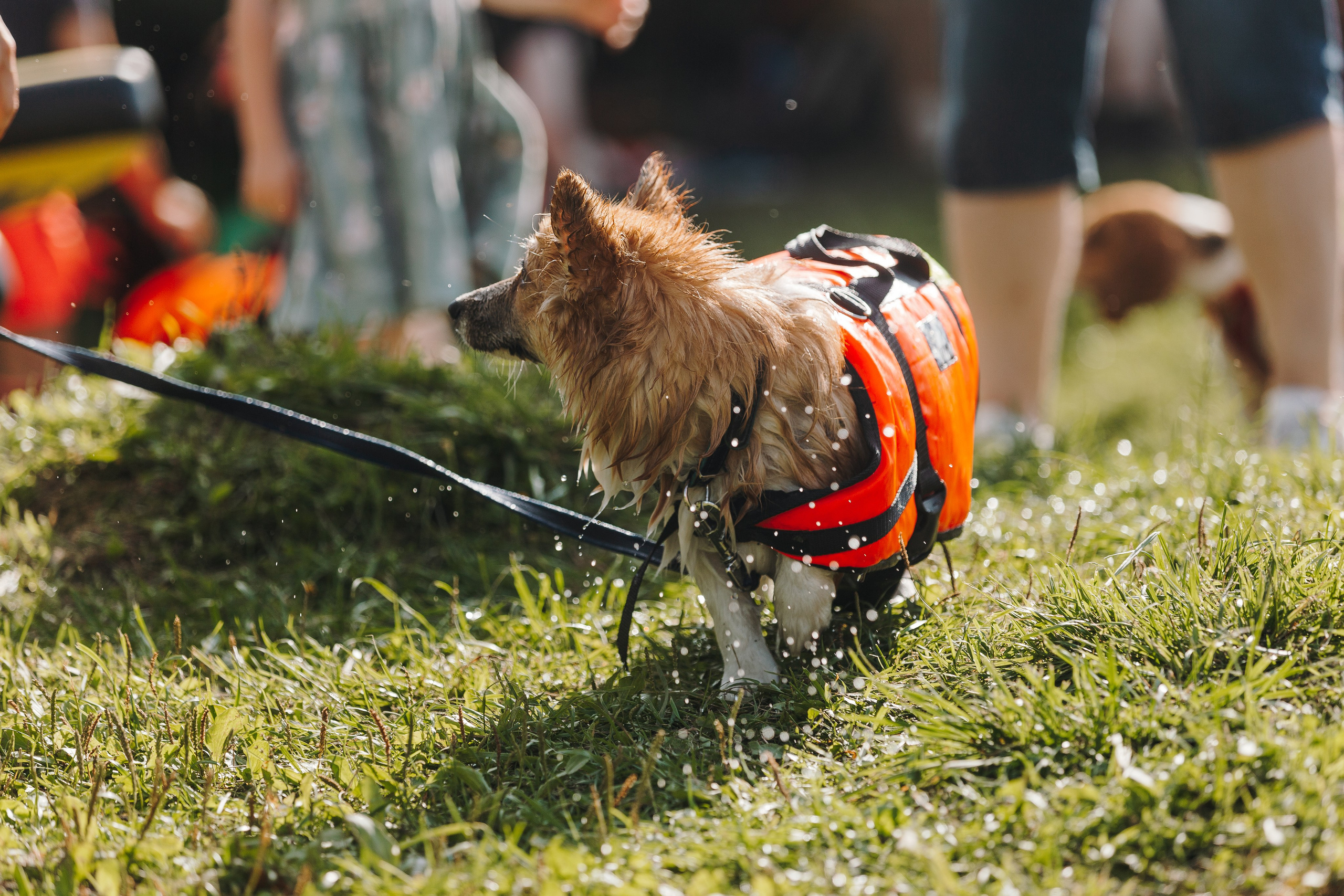 Petshop Sup day. Фотограф анималист Кристина Карпова, Москва
