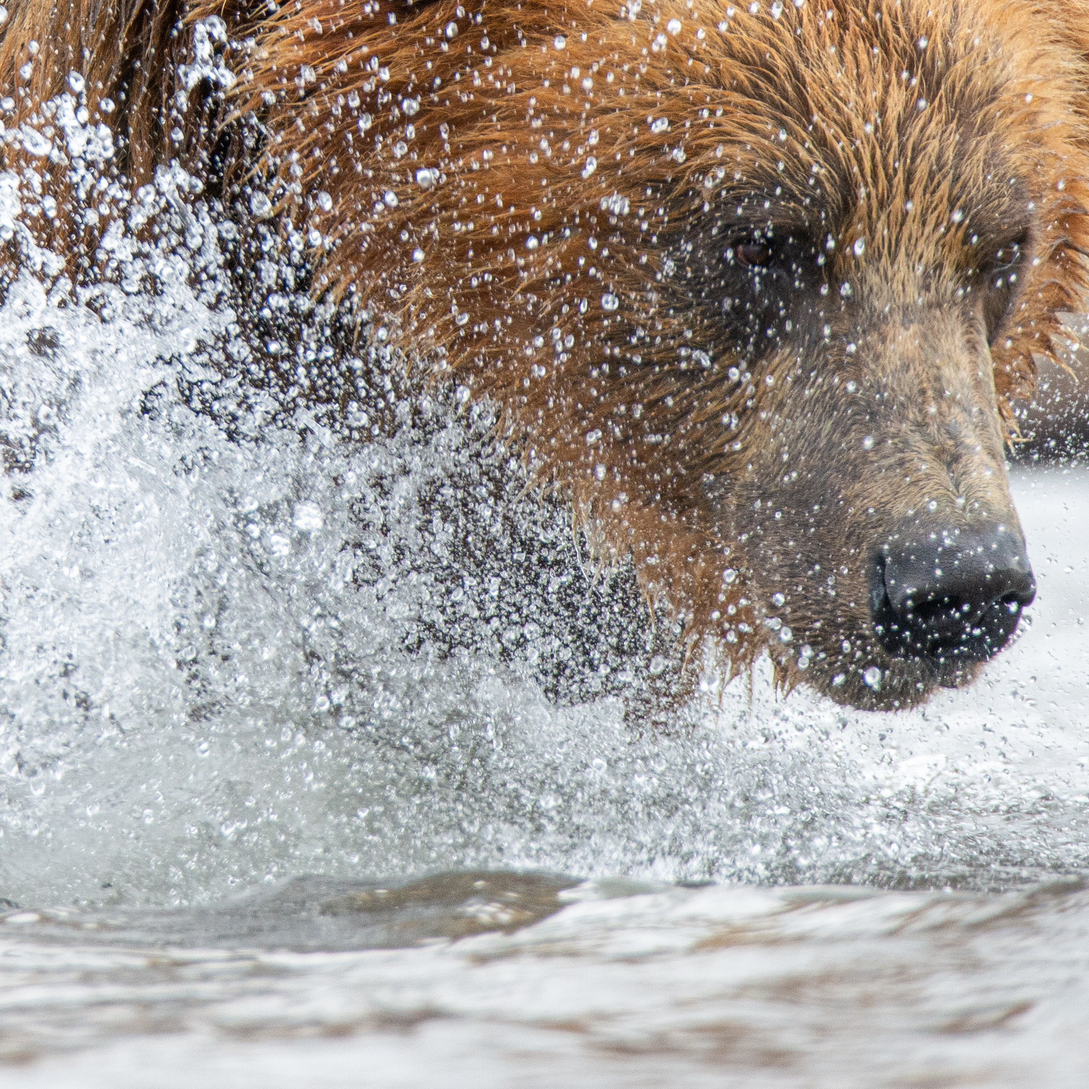 Камчатка — земля медведей. Игорь Иванко — Репортажный и событийный фотограф. Москва