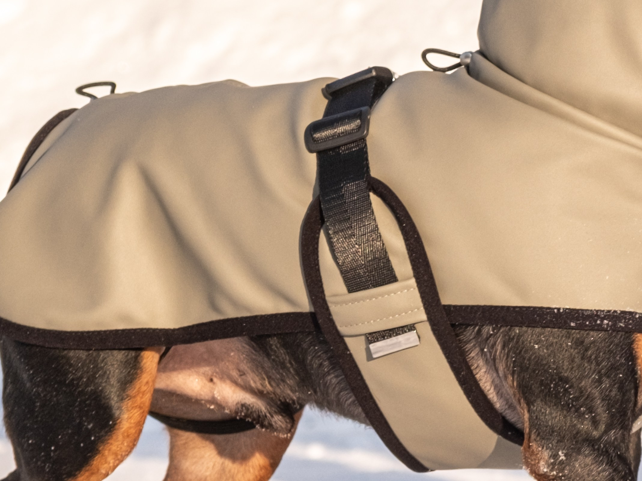 Одежда для собак. Заказчик — Екатерина!. Зоофотограф, фотограф животных в Москве и области Дина Дамоцева