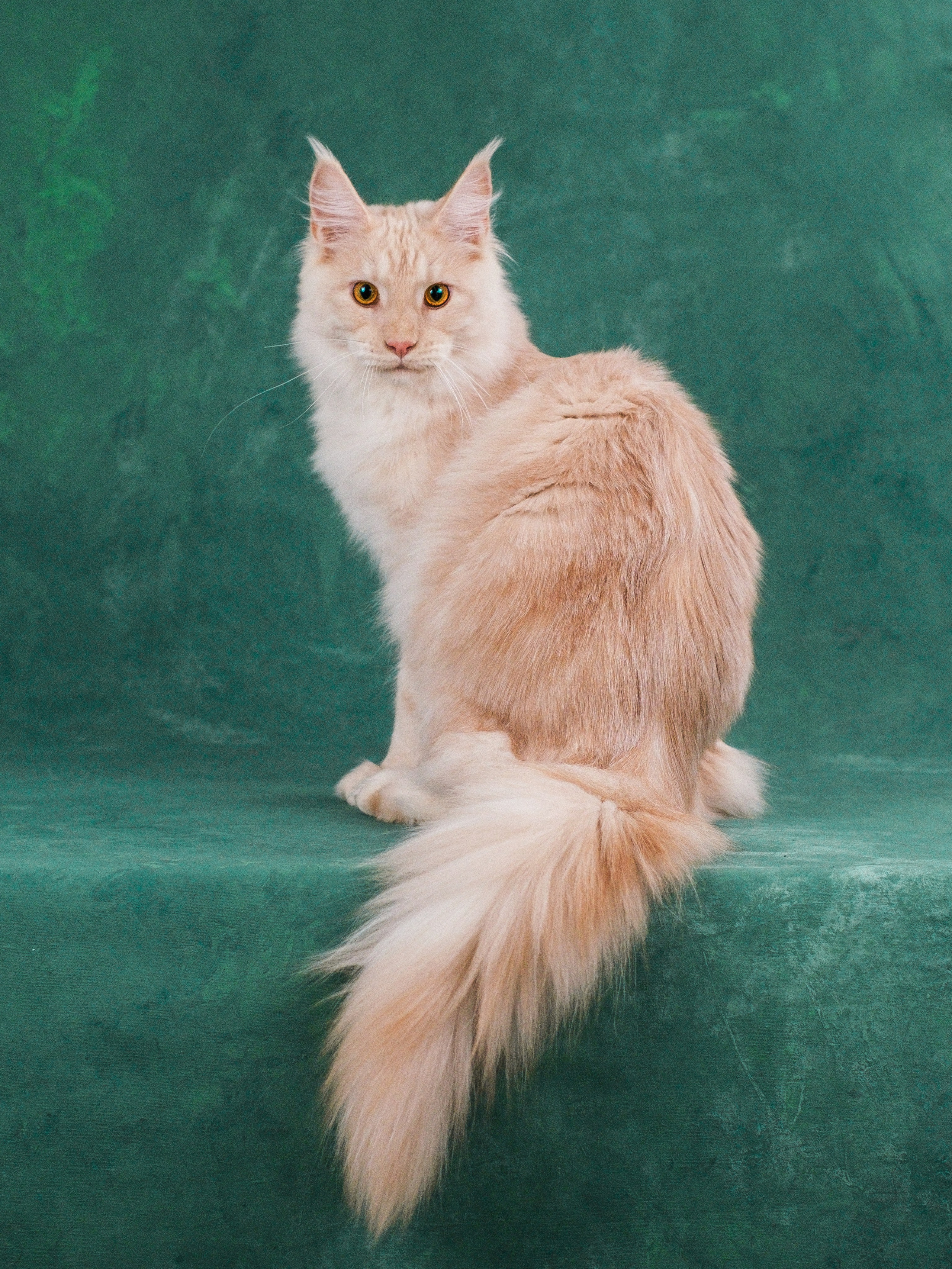 Мейн-куны для Анастасии. Зоофотограф, фотограф животных в Москве и области Дина Дамоцева